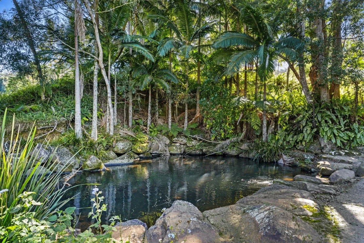 A small natural pond surrounded by rocks and dense tropical vegetation, including palm trees and various plants, in a lush green forest.