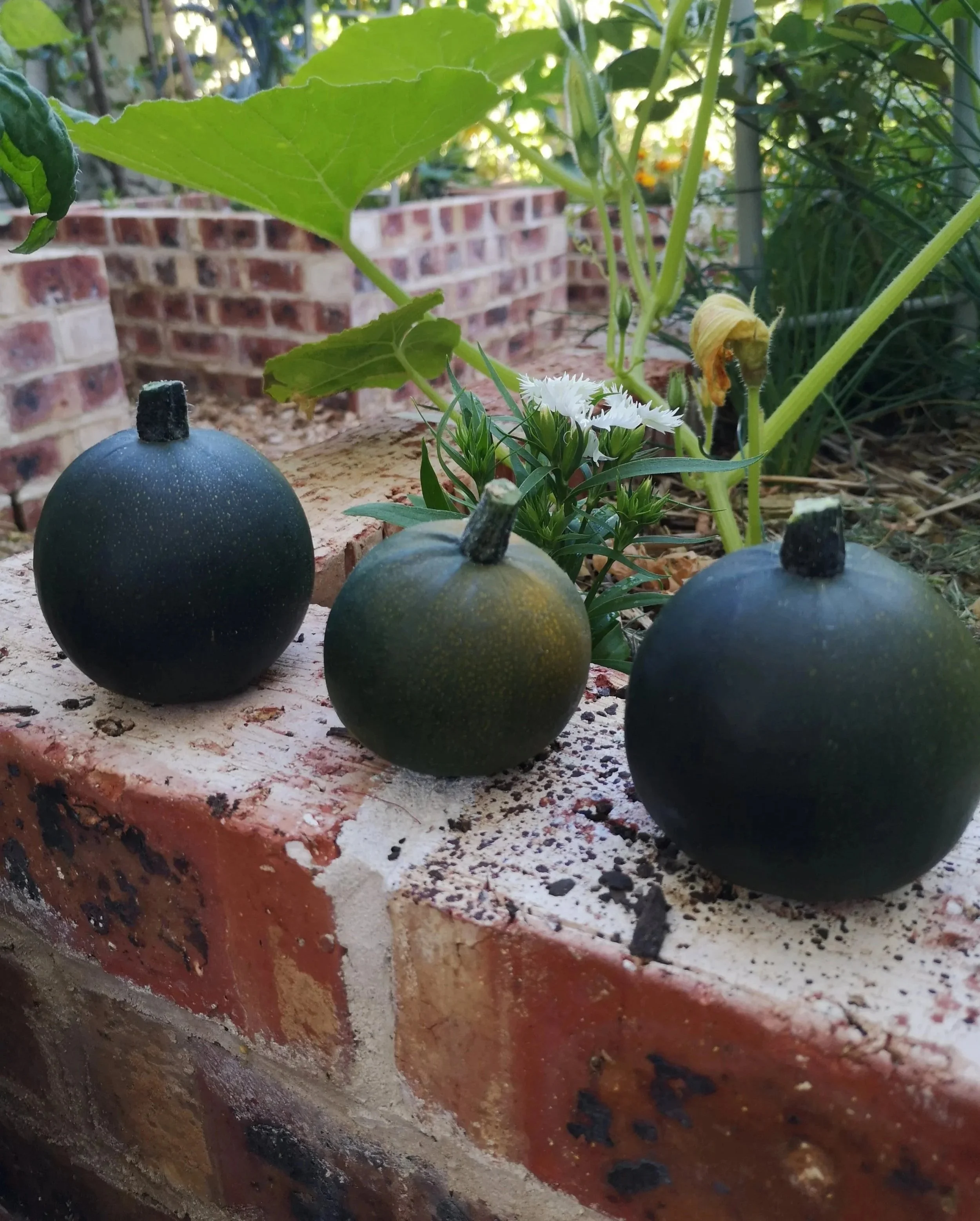 Close-up of an organic vegetable garden scene with squash on the edge of a clean red brick garden bed, green leaves, and white flowers, with red brick vegetable garden bed in the background.