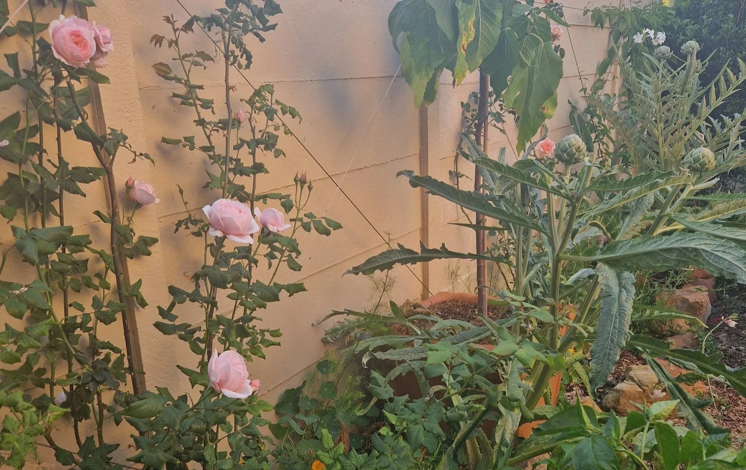 A garden scene with pink roses climbing on a trellis and artichokes growing in a pot. There is a beige wall in the background and a dirt garden bed in the foreground.