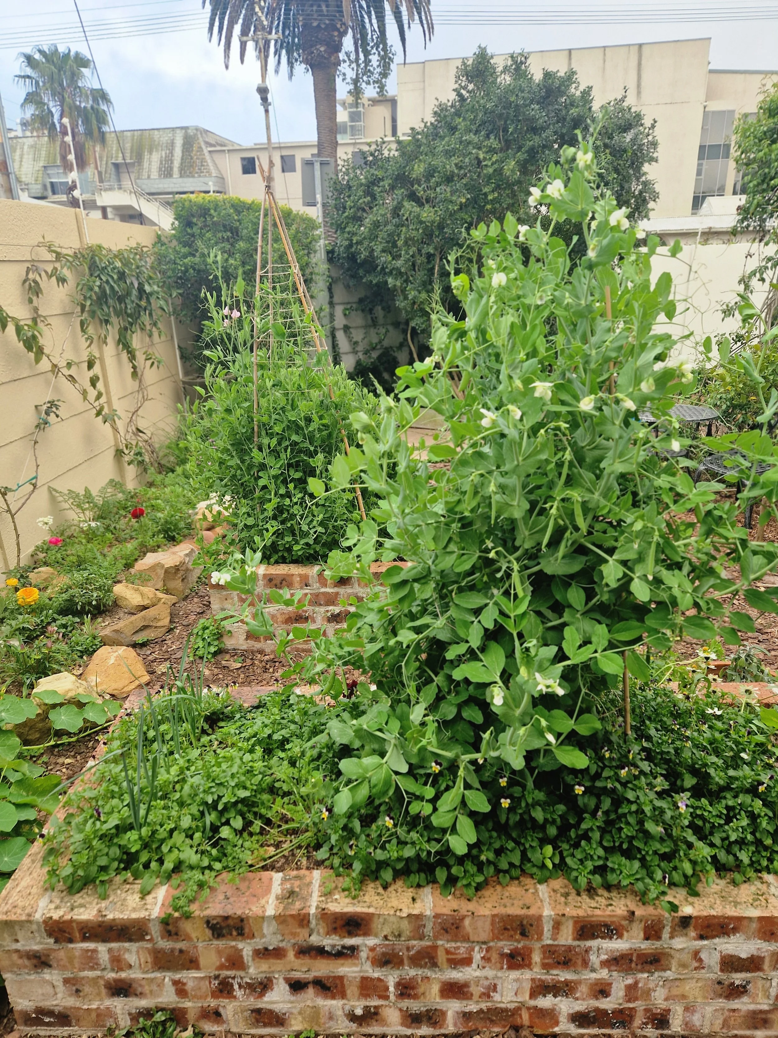 Edible Landscaping in Cape Town: Why Beauty and Harvest Belong Together 