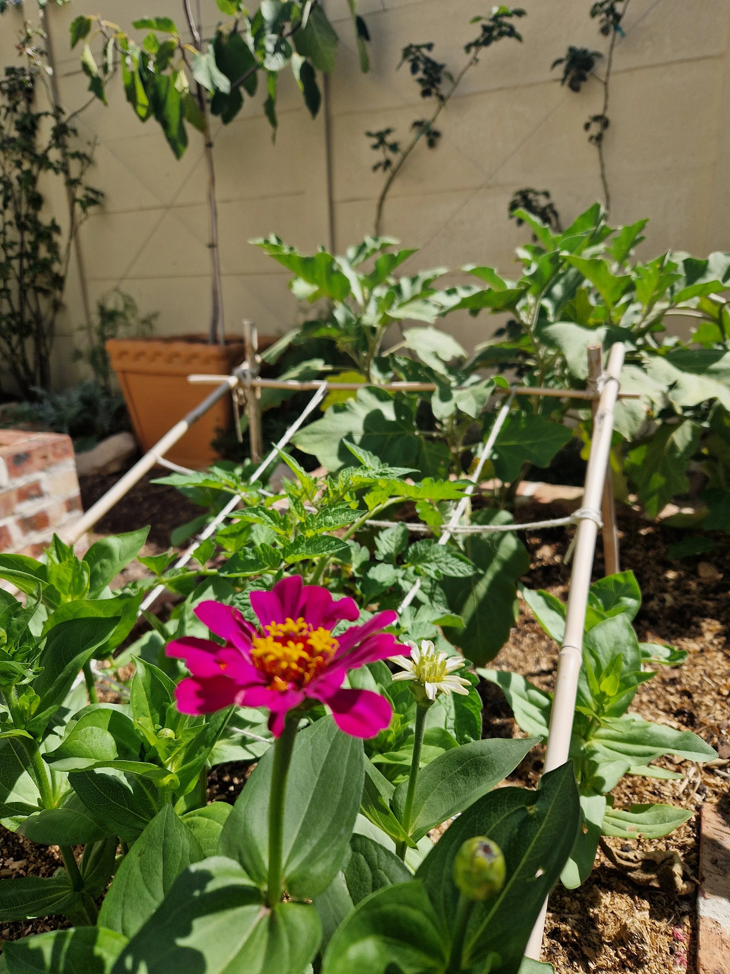 A garden with various green plants and flowers, including a pink flower in the foreground, supported by a white bamboo trellis, with a beige exterior wall in the background.
