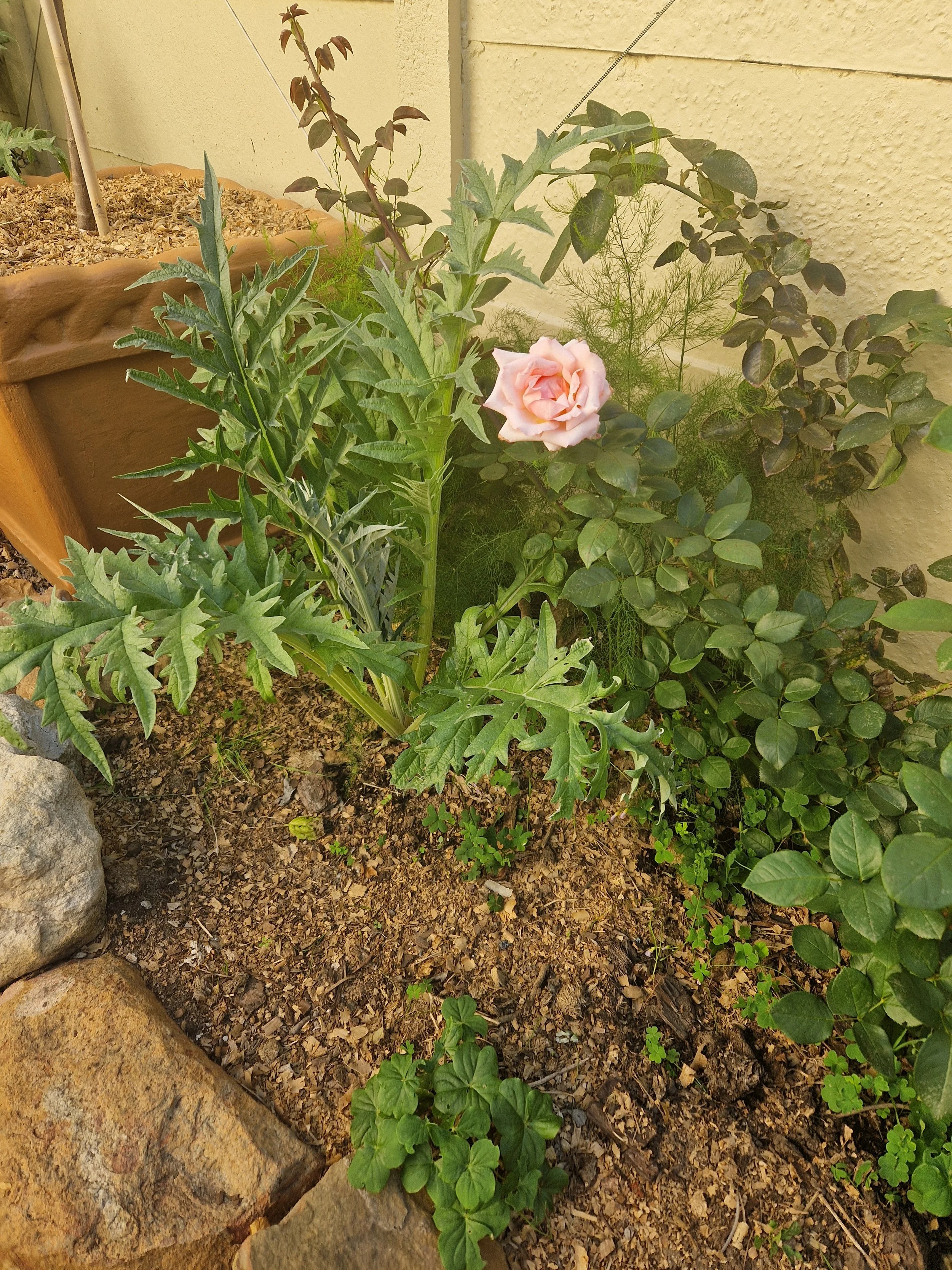 A garden scene with a pink rose in bloom, various green plants, a large rock, and a terracotta pot with another plant against a yellow wall.
