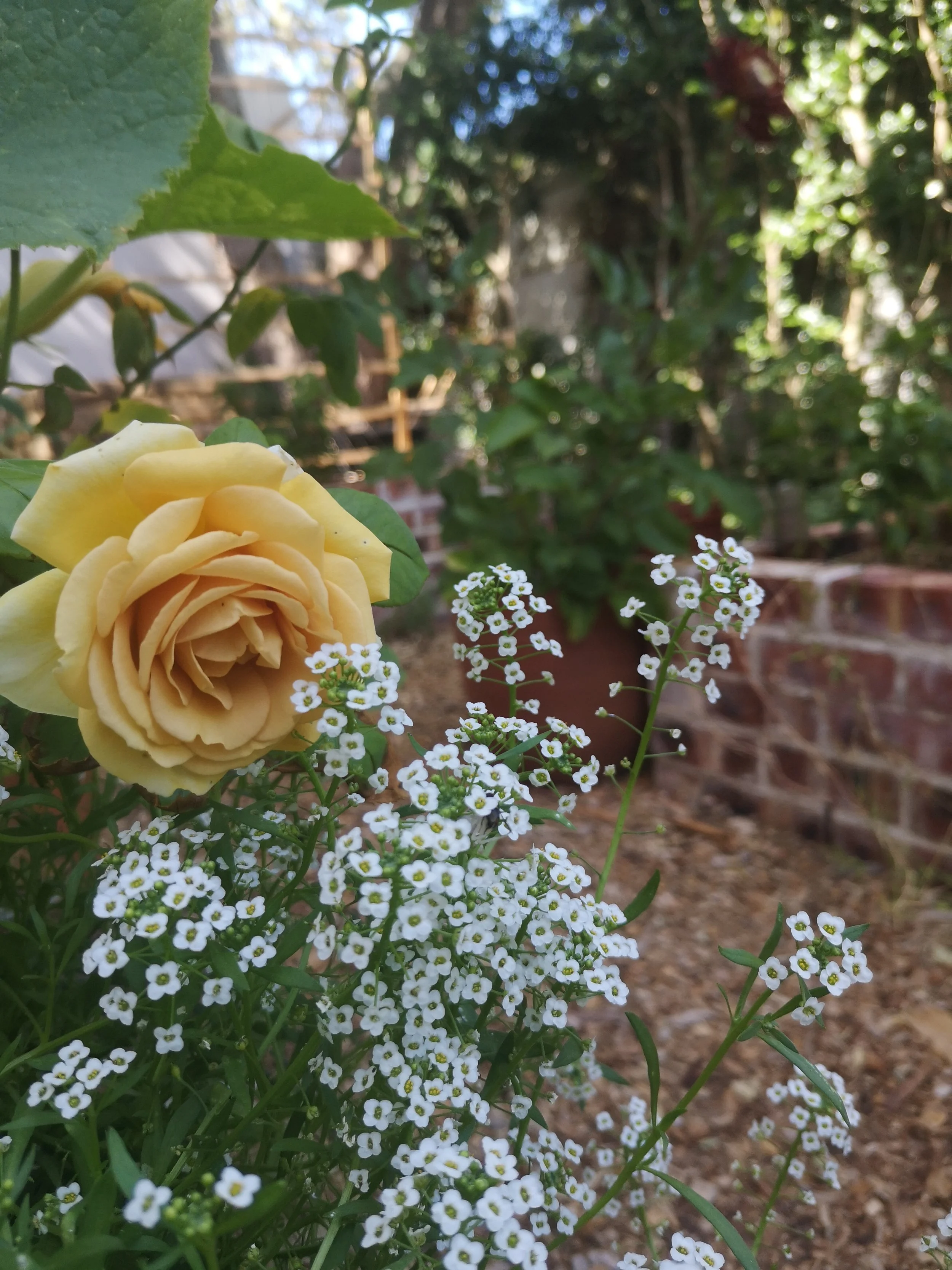 IMG_20210124_101339.jpg