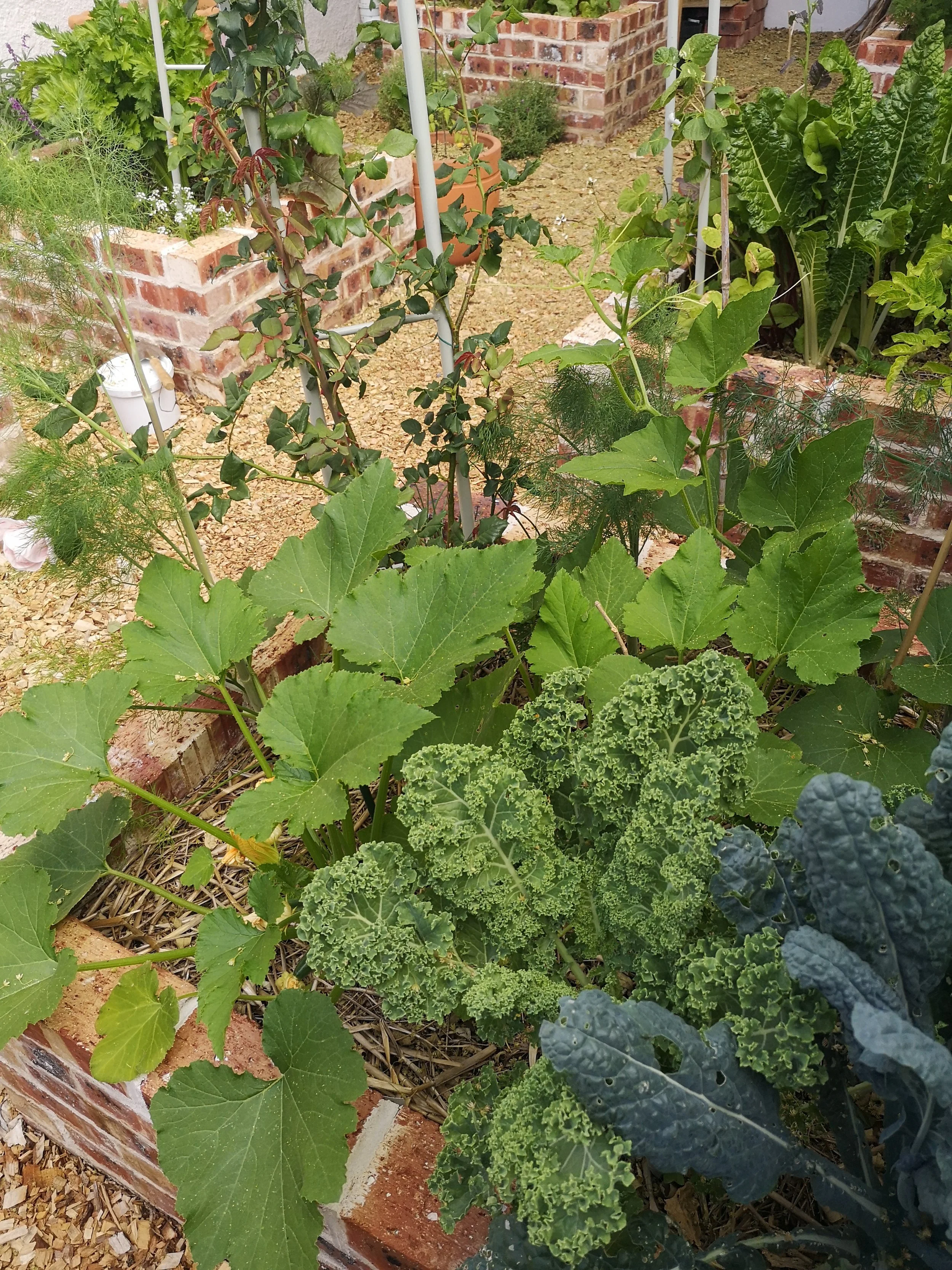 An urban organic edible garden with various green leafy vegetables and herbs growing in raised brick planters and soil, including kale, squash, and other vegetables.