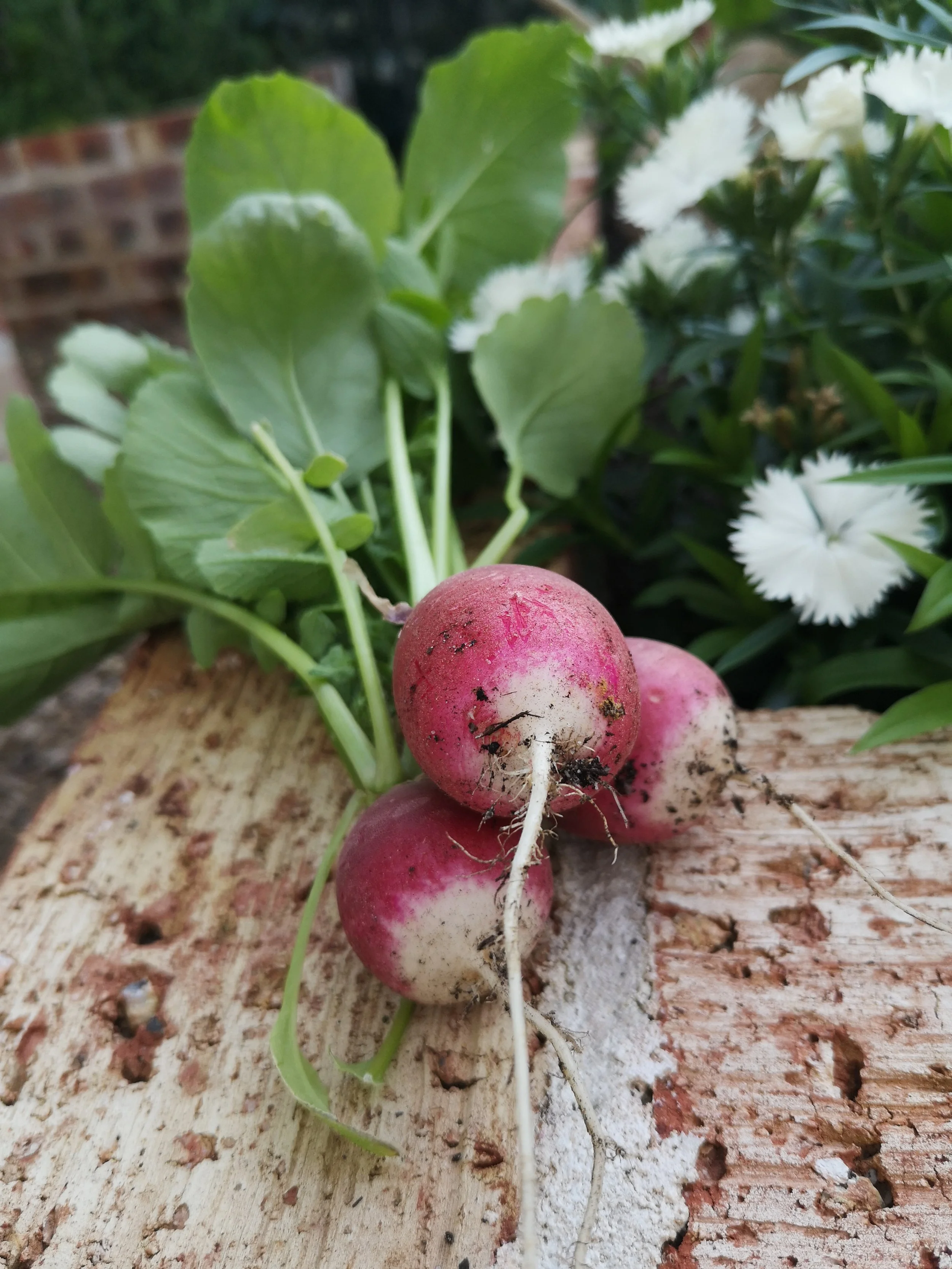 Home grown, organic radishes with green leaves on a garden bed, and white flowers in the background.
