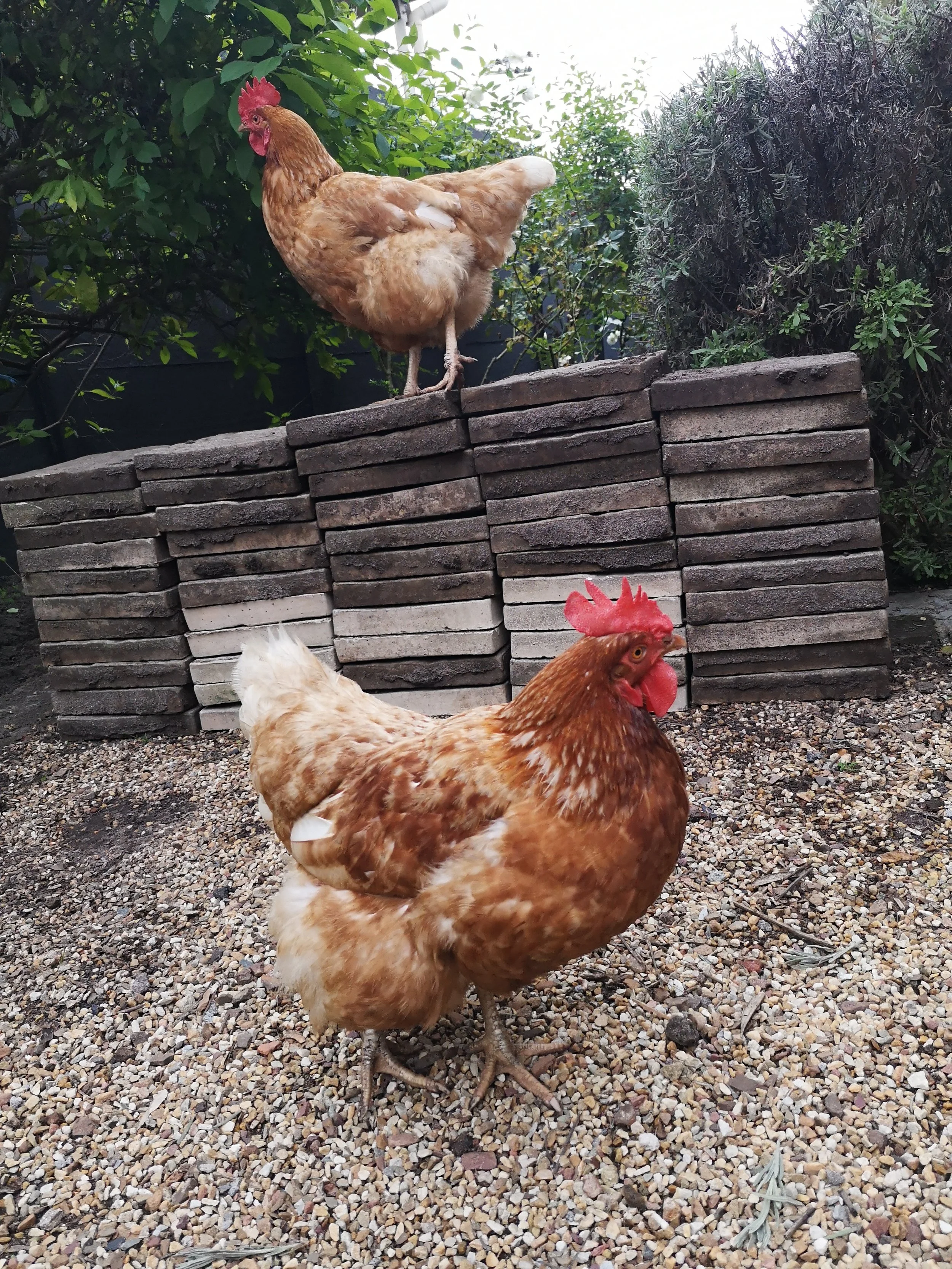 Two chickens, one brown and one white, in an outdoor edible garden with gravel ground, greenery, and a stack of bricks.