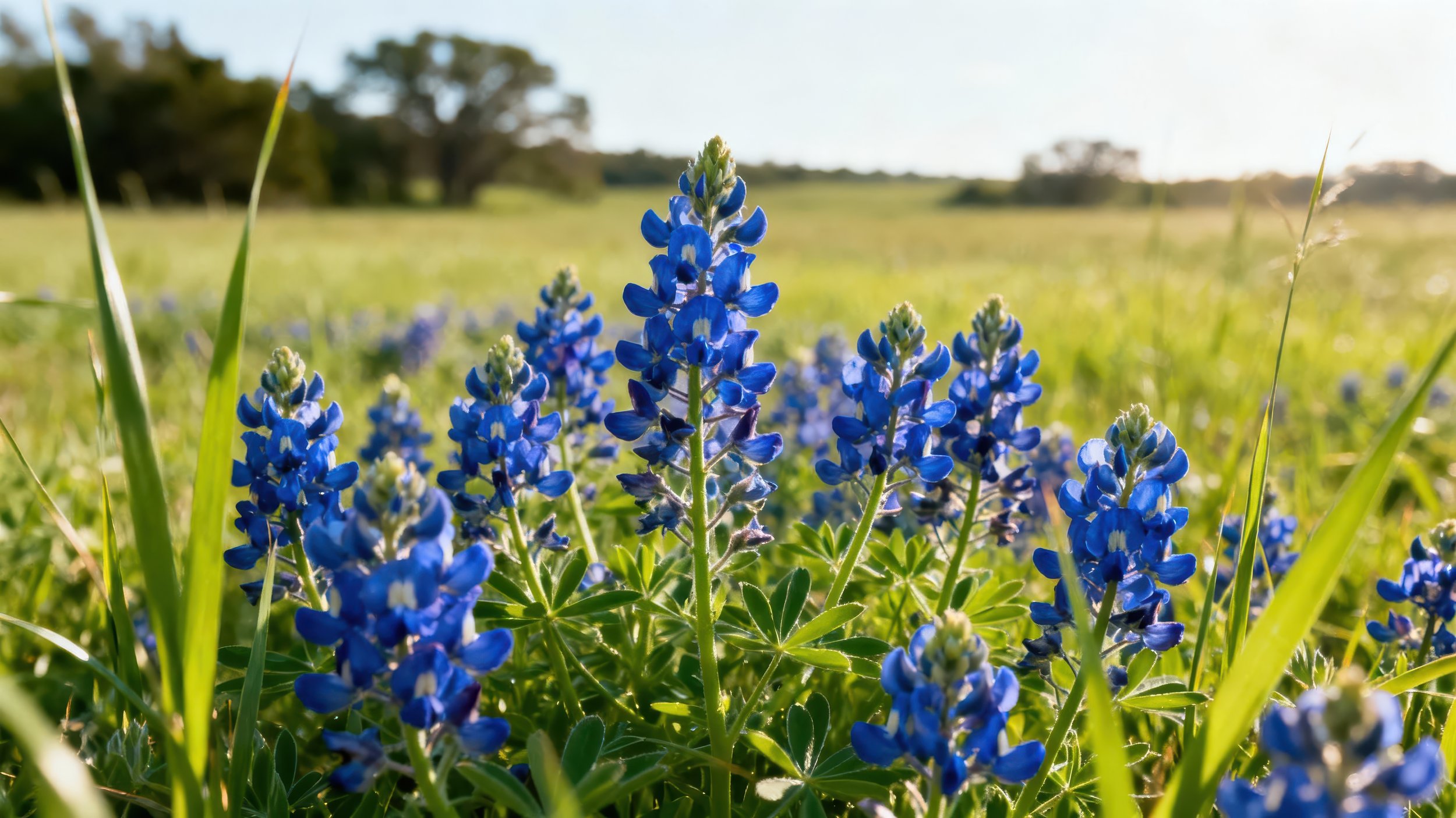 Close-up of bluebonnet flowers growing in a green field with trees and a clear sky in the background.