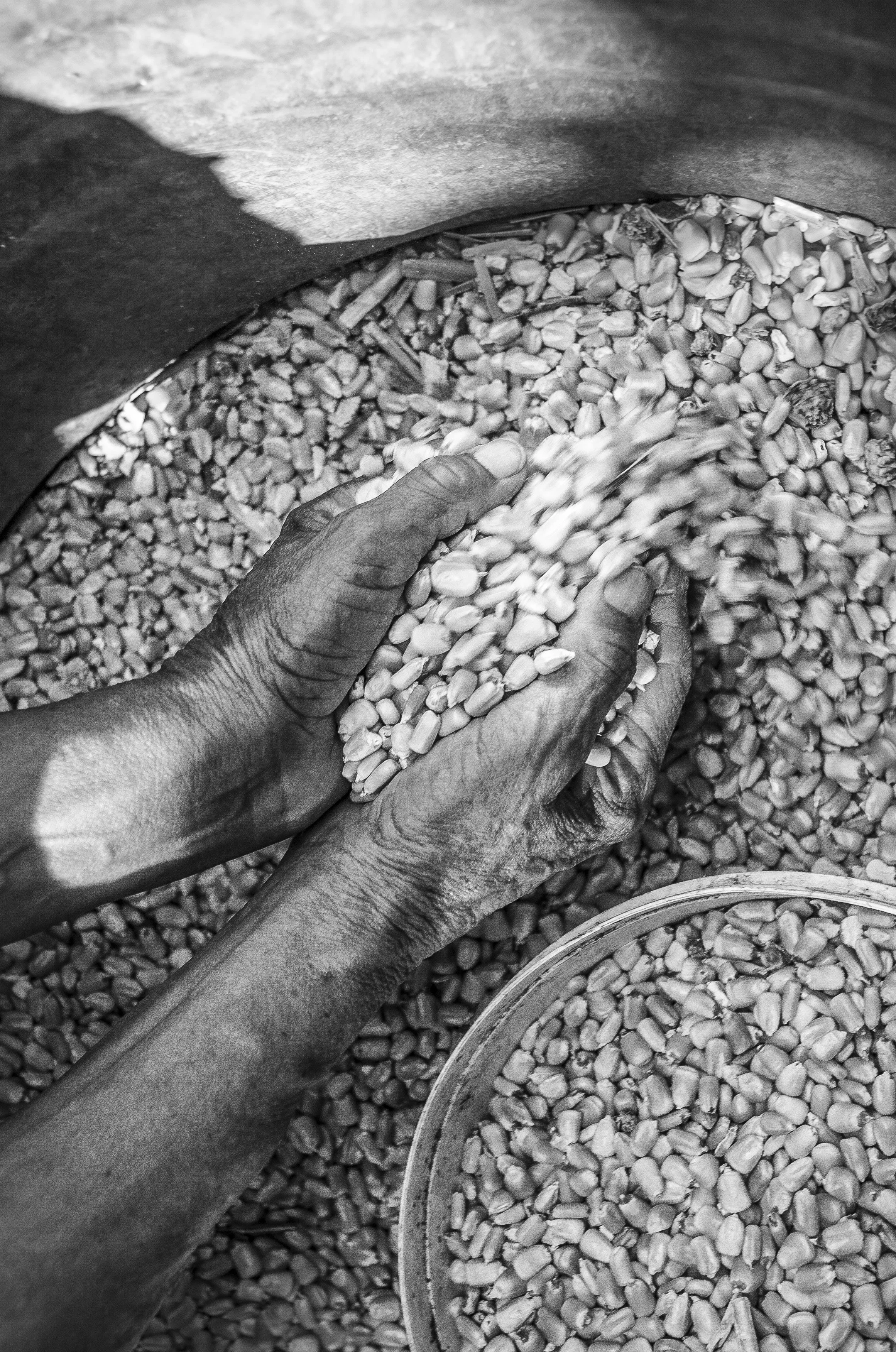 Black and white photo of a person's hands scooping corn kernels from a large container. There are additional containers of kernels in the background.