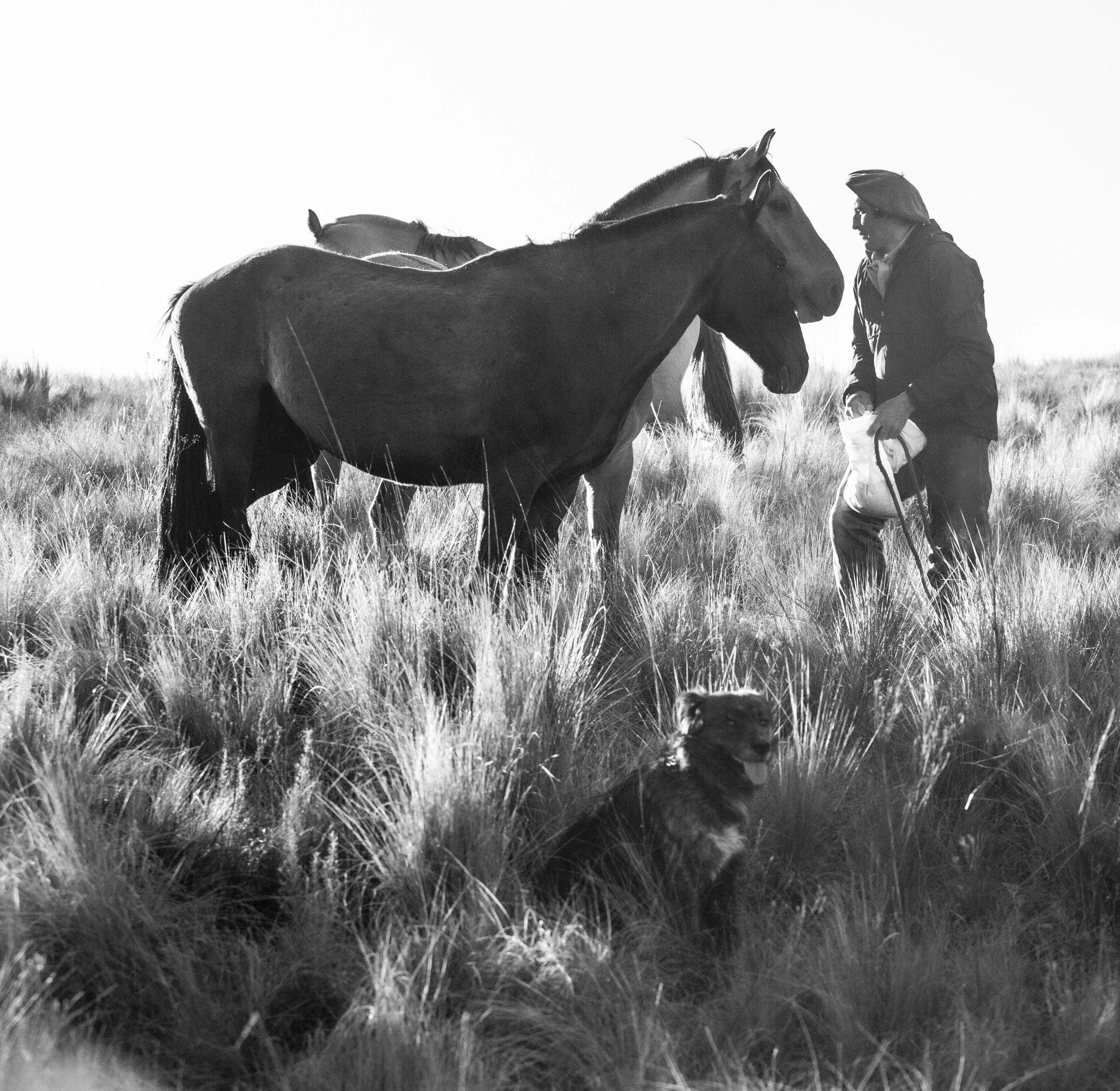A black-and-white photo of three horses standing in a grassy field with a person wearing a jacket and cap nearby, possibly holding a leash or lead.