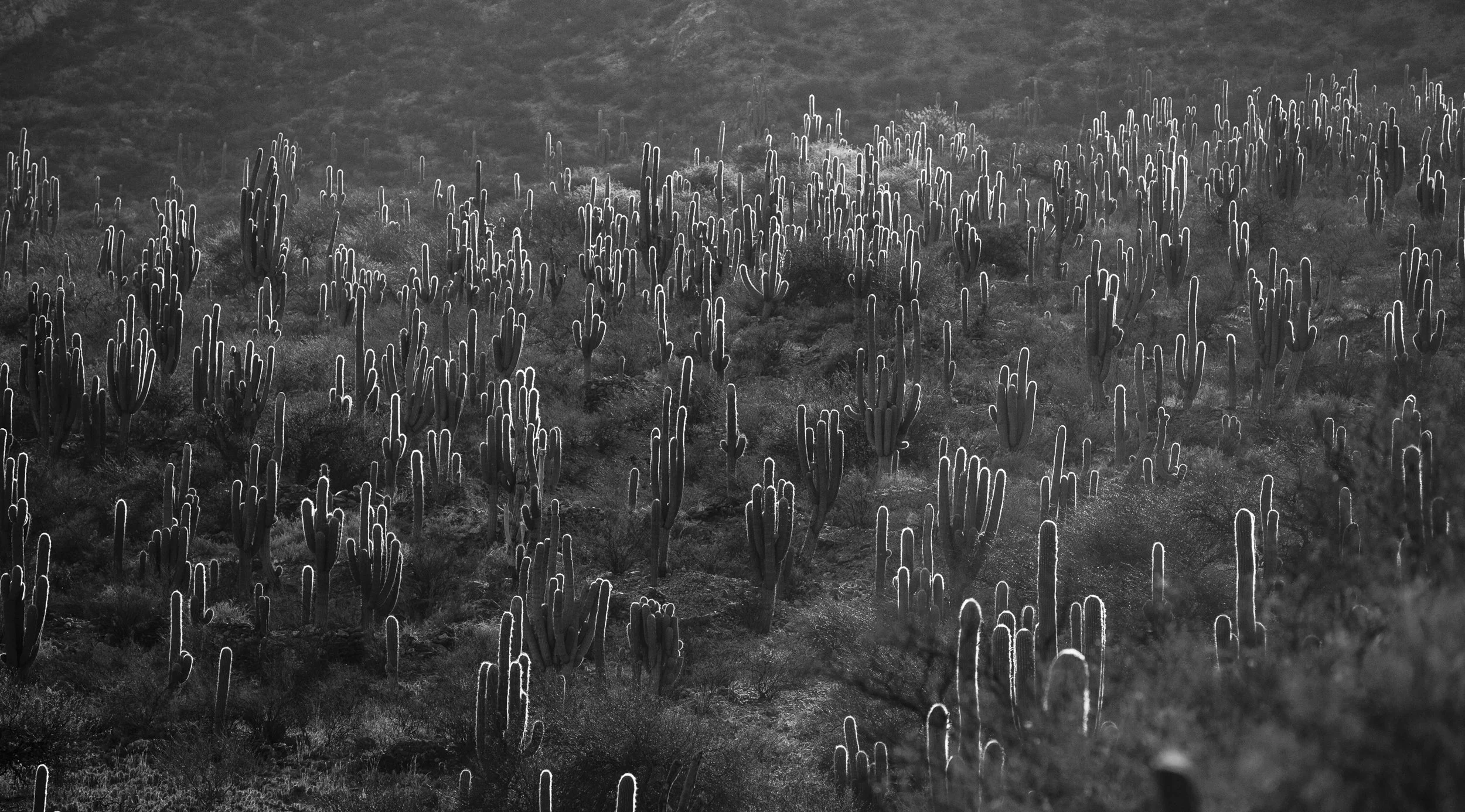 Black and white photograph of a desert landscape with numerous cacti spread across the terrain.