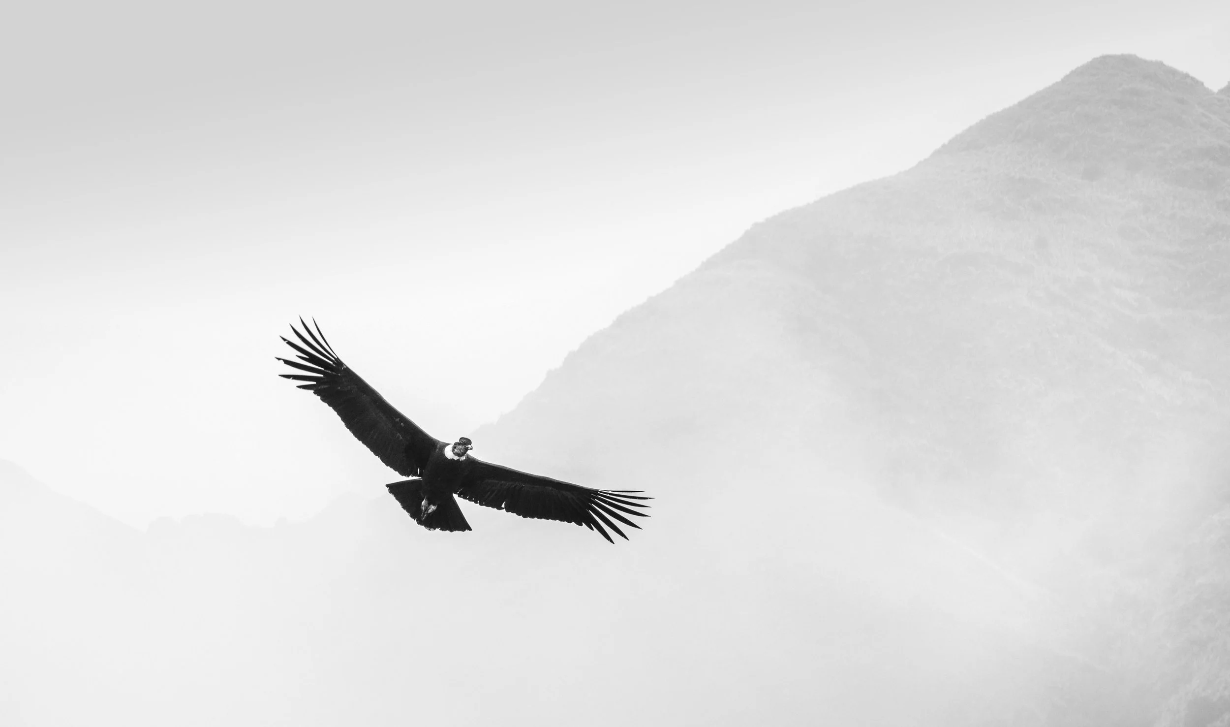A bird, possibly a vulture, soaring in the sky with mountains in the background.