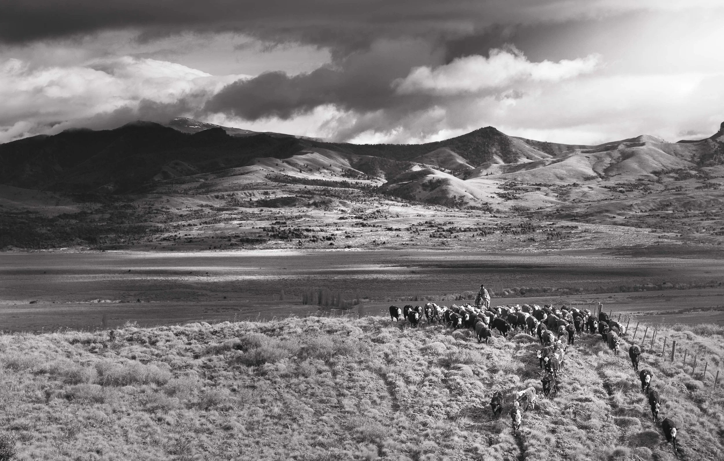 Black and white photo of cattle grazing in a field with mountains and cloudy sky in the background.