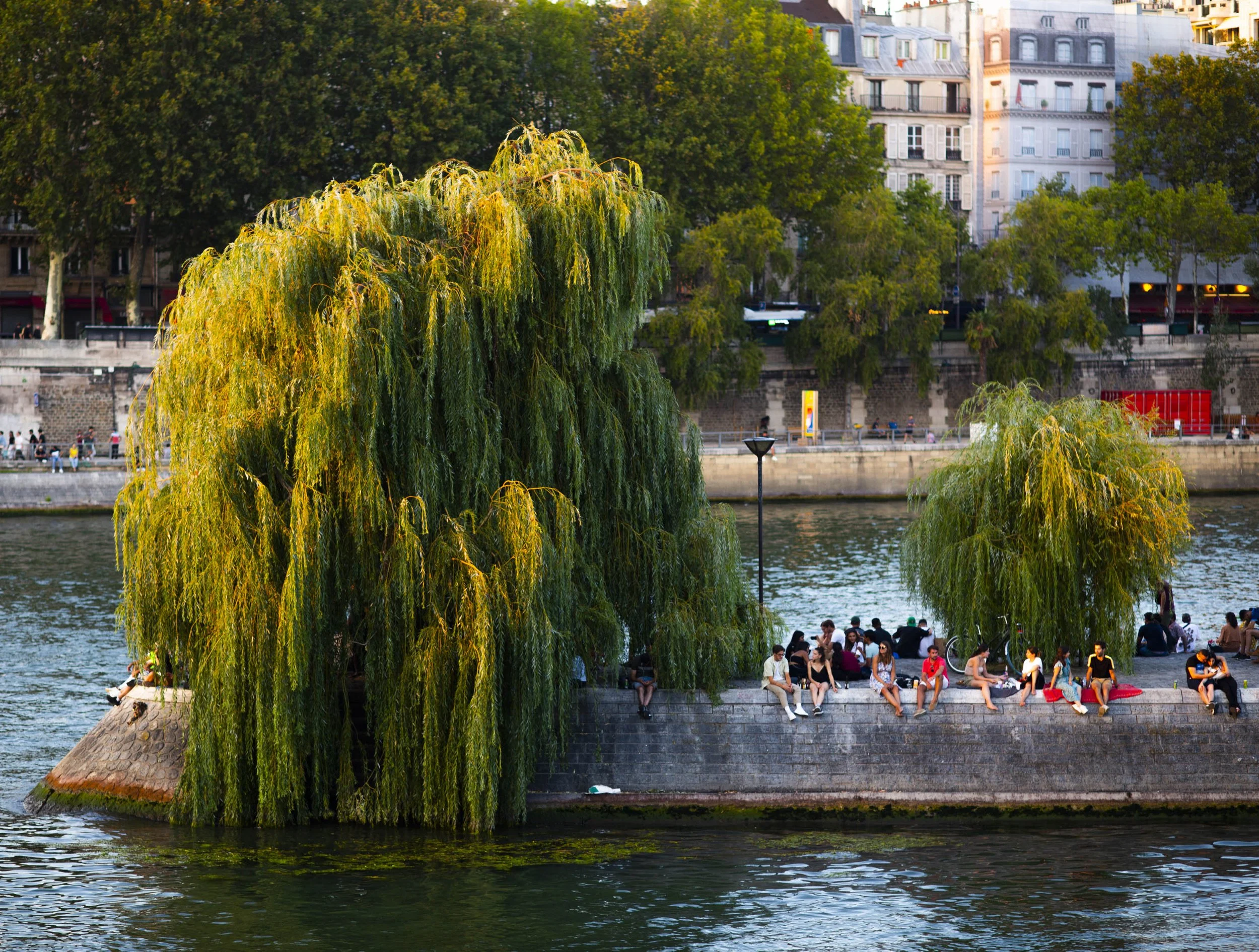 A scene by a river with a large weeping willow tree and many people sitting on the riverbank, with buildings and trees in the background.