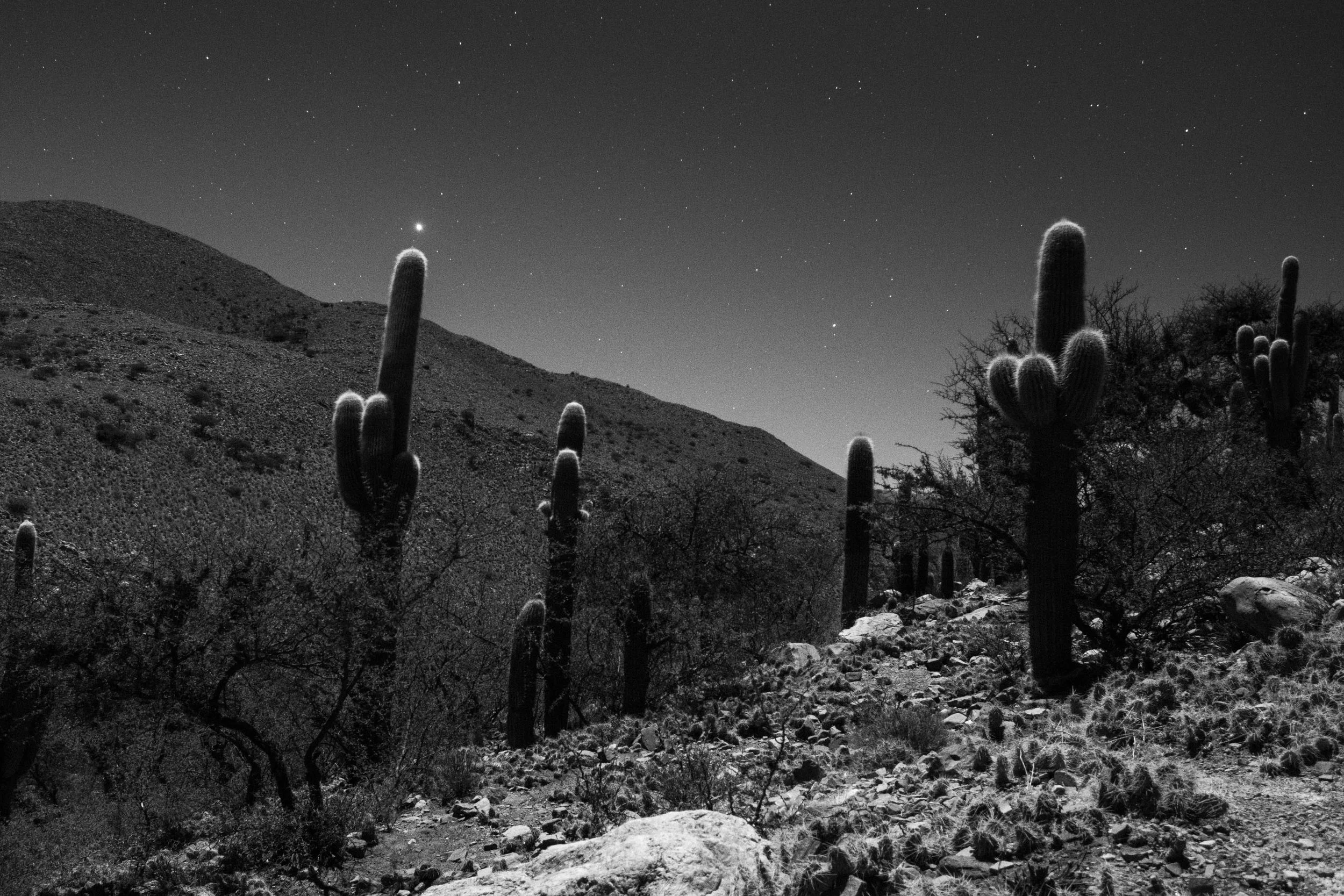 Black and white photograph of a desert landscape at night with cacti, rocky terrain, a hillside, and a starry sky.