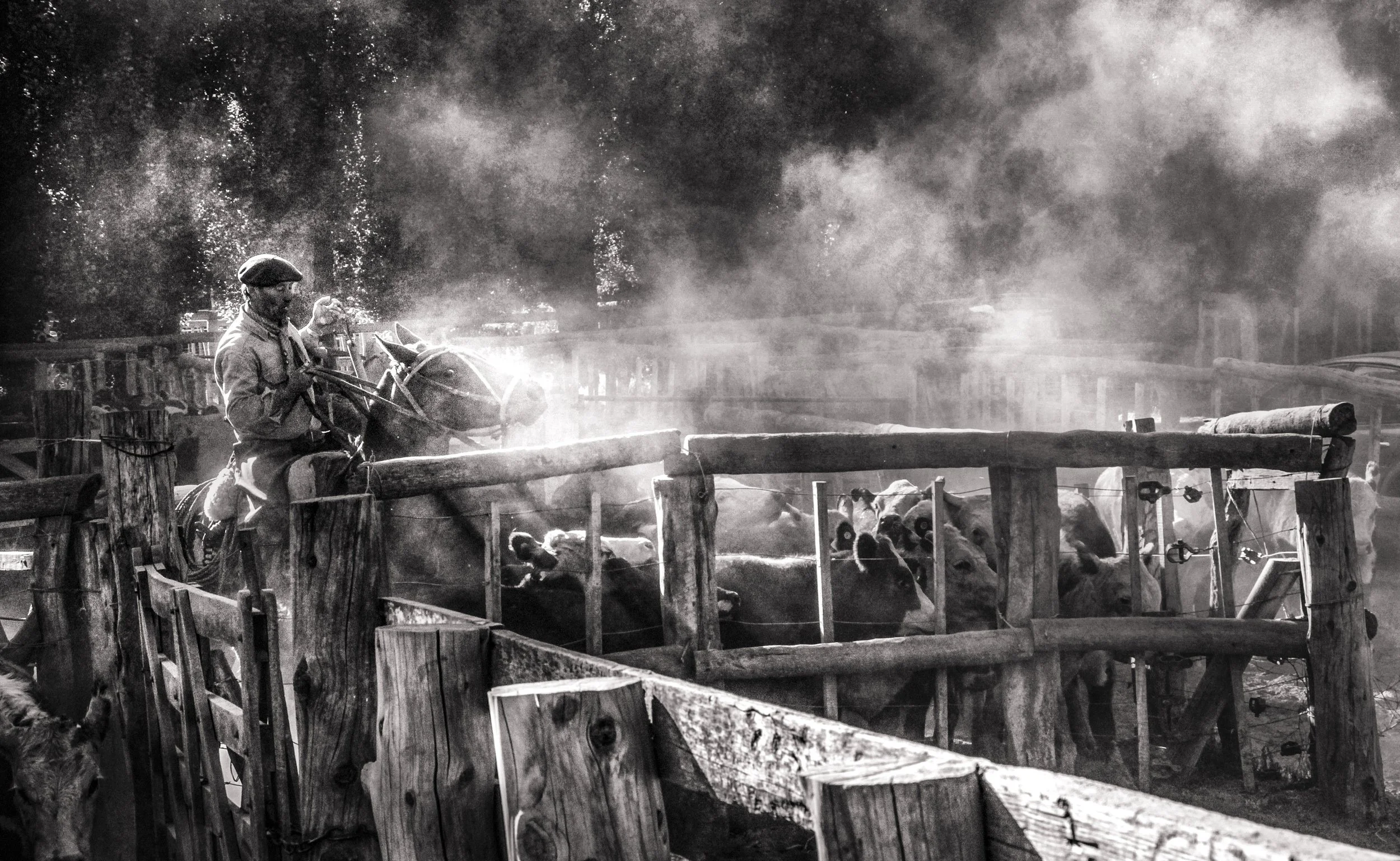 A person riding a horse in a fenced area with cattle, surrounded by trees and dust in the air, in black and white.
