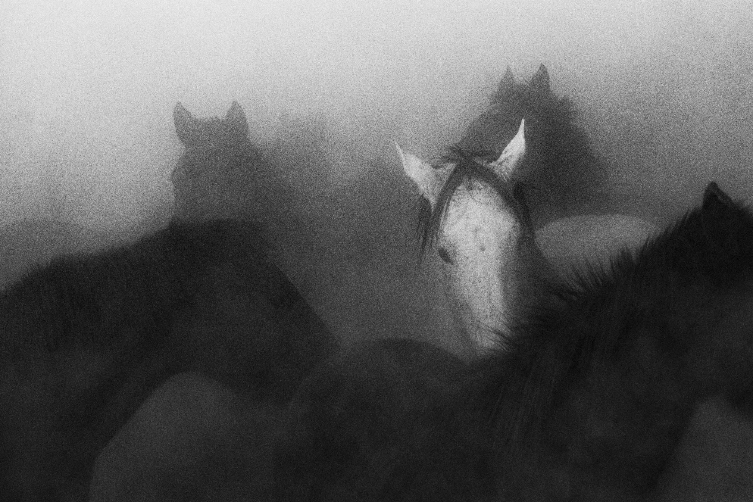 Horse in the fog, San Luis, Argentina
