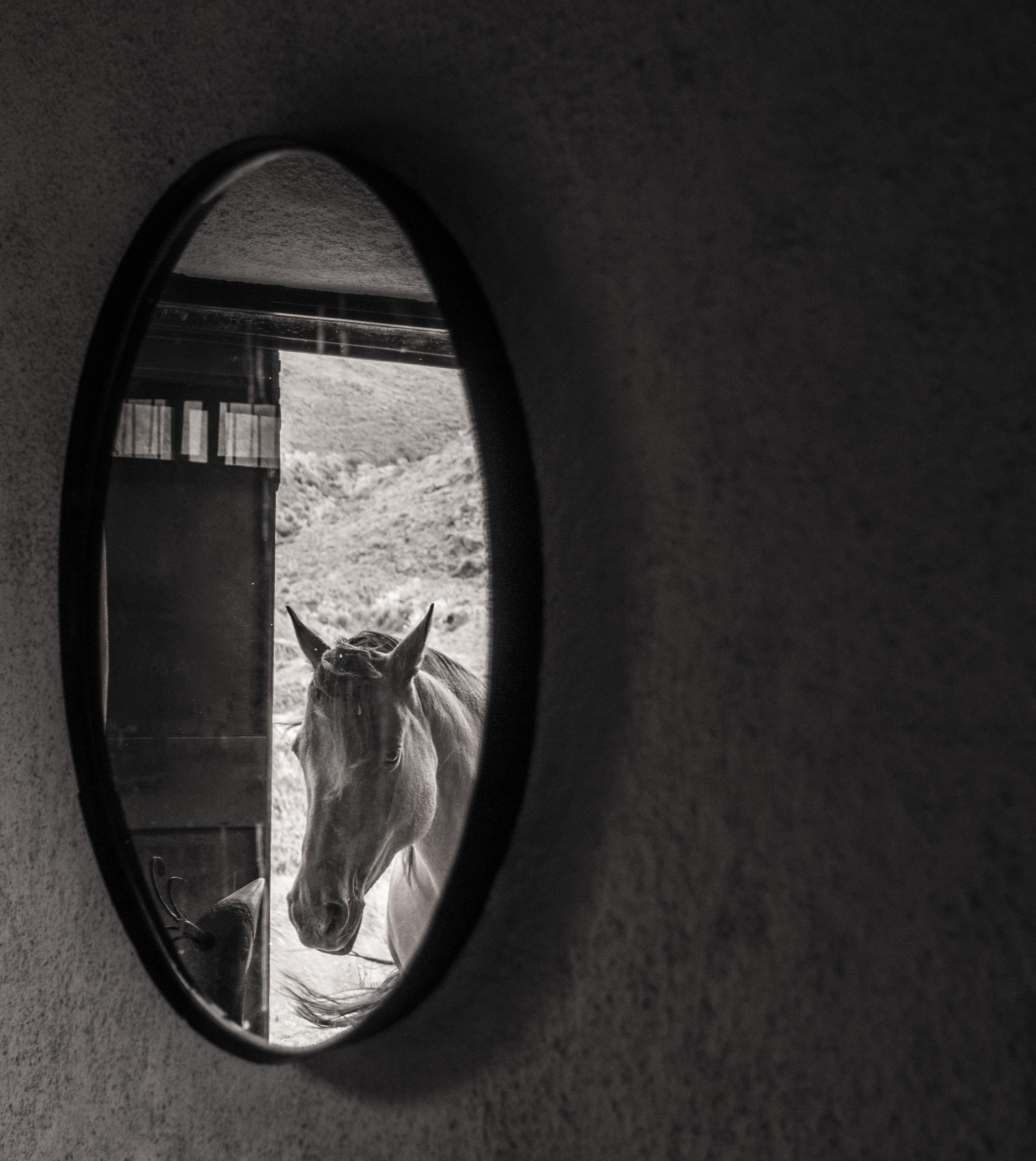 A horse with a bridle and reins standing outside, seen through a round mirror mounted on a textured wall.