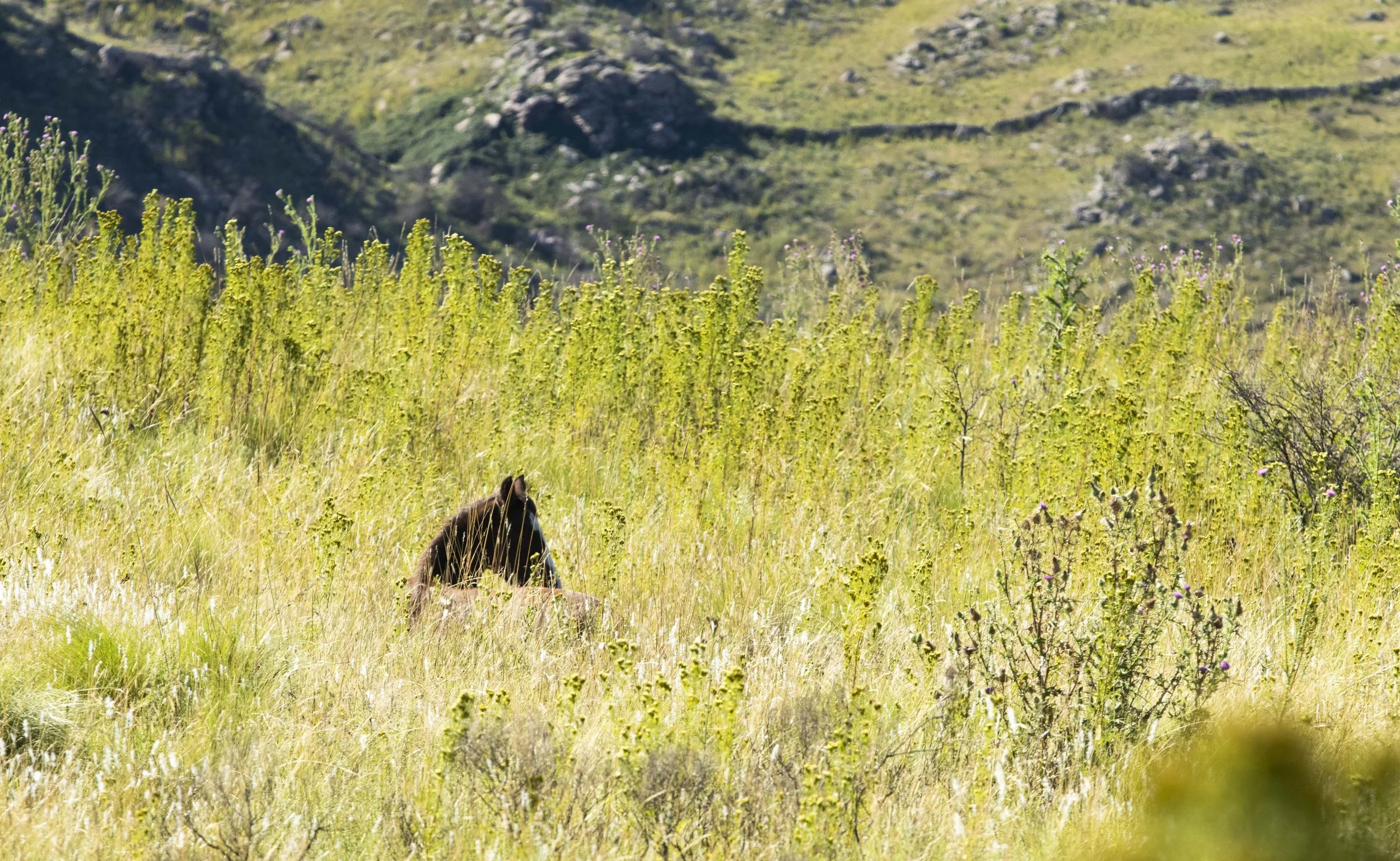 _MG_2891.jpg