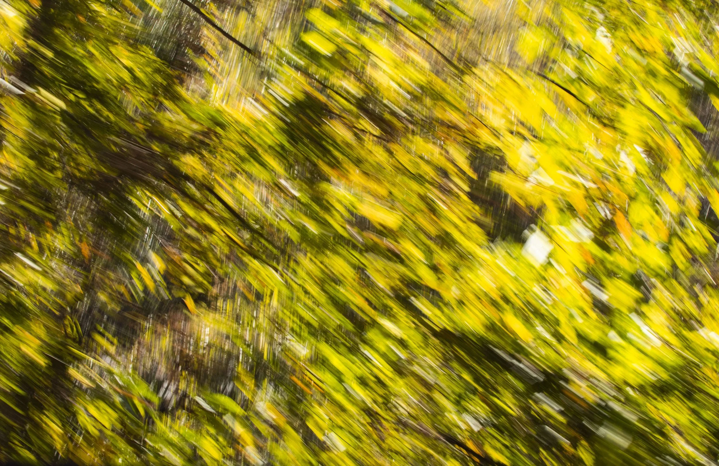 Blurred motion of yellow and green autumn leaves on tree branches.