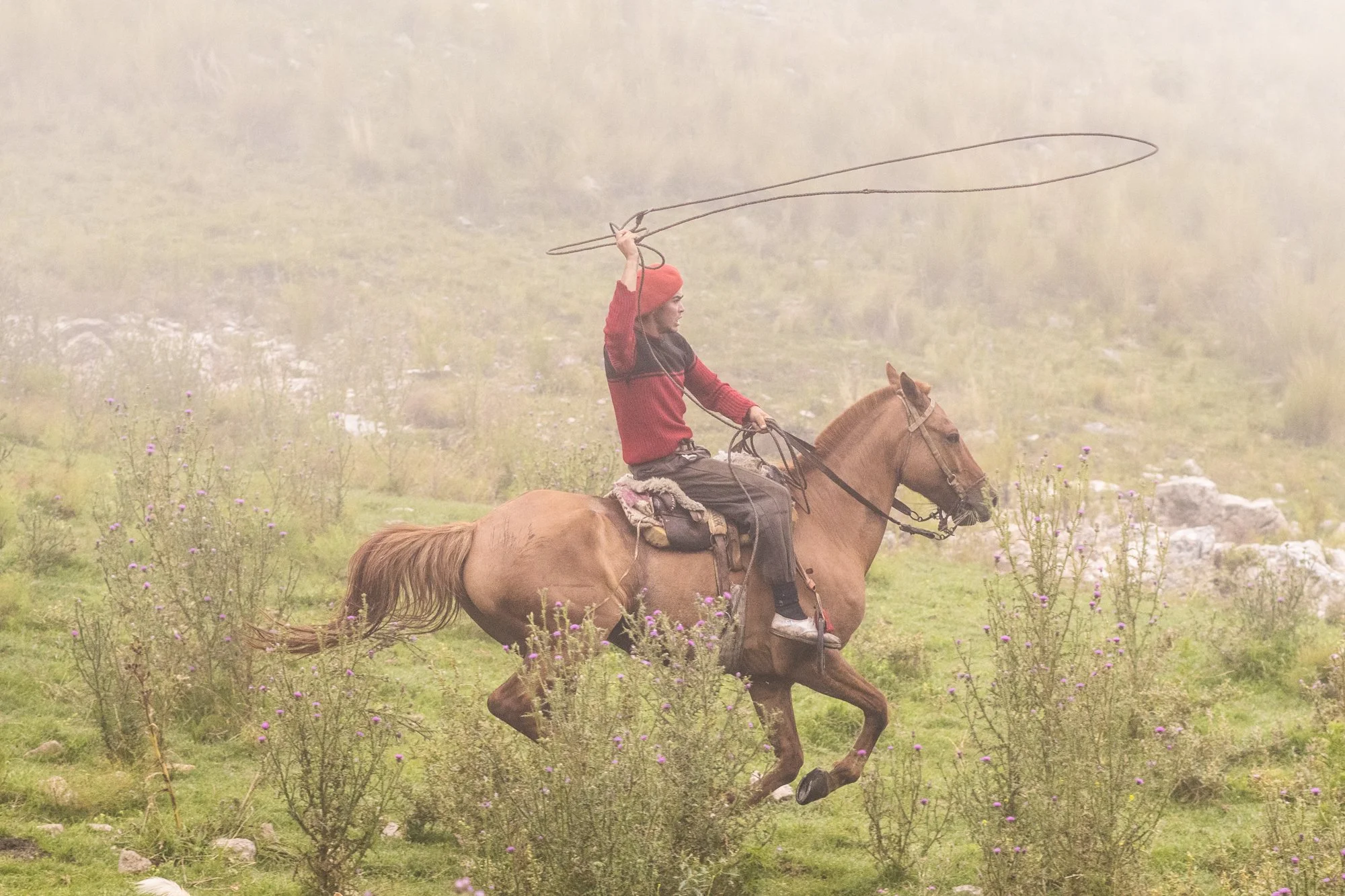 A person on horseback in a foggy, grassy field with small purple flowers, wearing a red beanie and a red and black jacket, holding a lasso in the air.