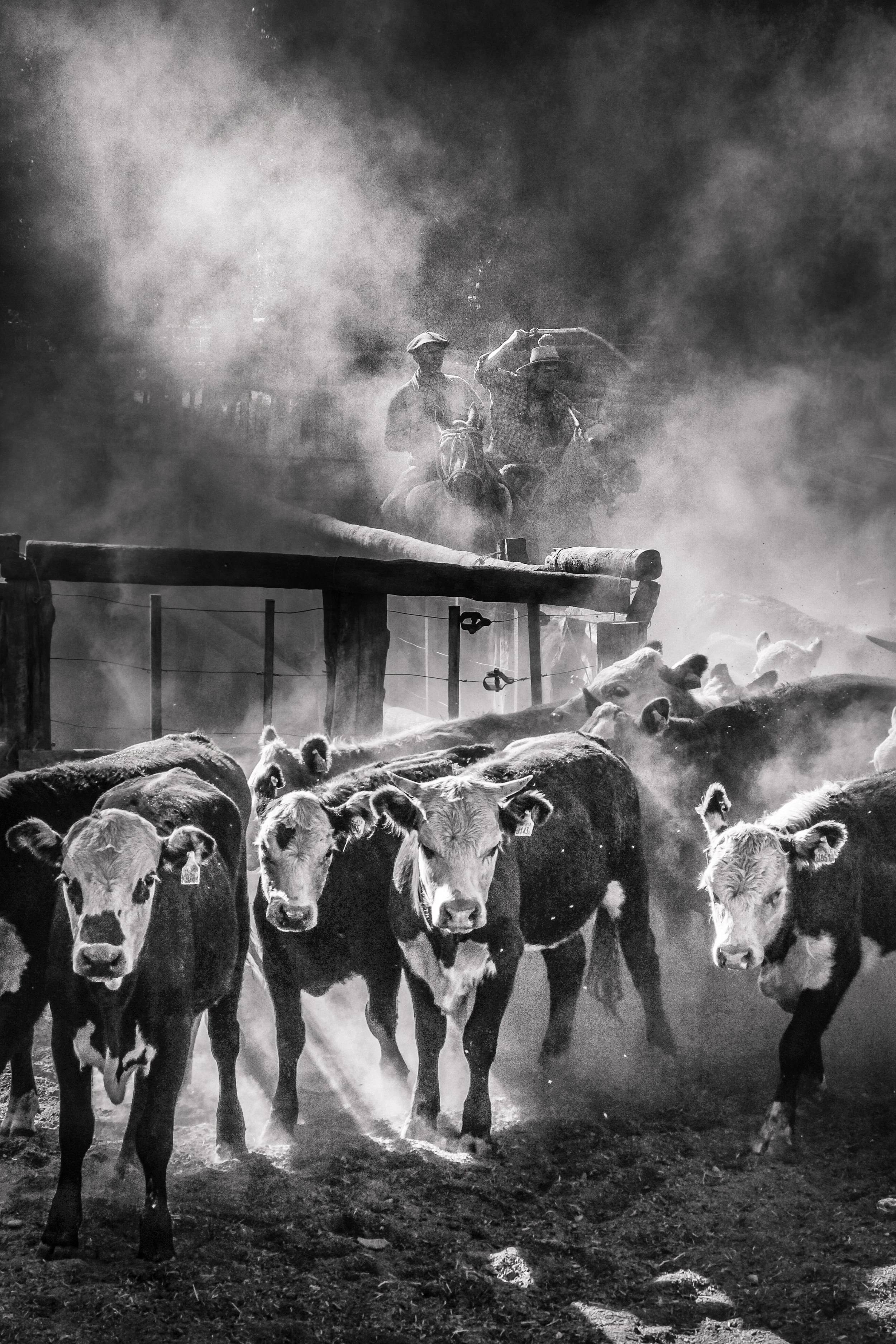 Black and white photo of cows standing in a dusty farmyard, with two cowboys on horseback in the background, dust and smoke in the air.