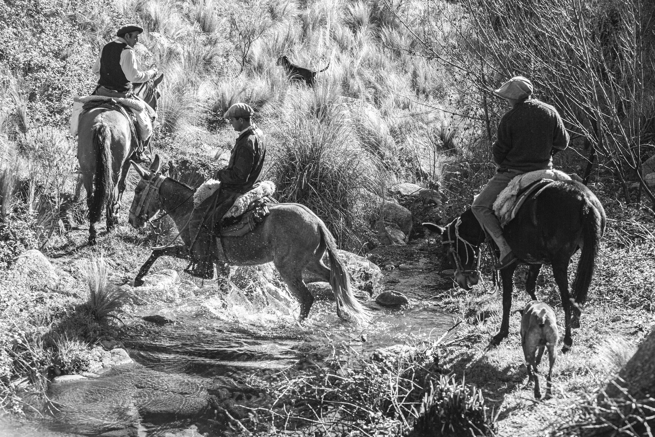 Three cowboys riding horses across a rocky creek in a wilderness area with tall grasses and sparse trees, captured in black and white.