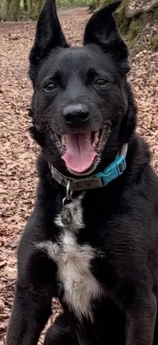 This is Milo, a much loved family dog who will be forever remembered and always missed.