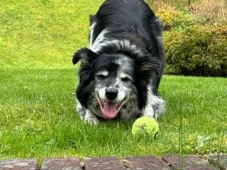 TJ  My Soul Dog, with me for 14 years, forever in my heart. 