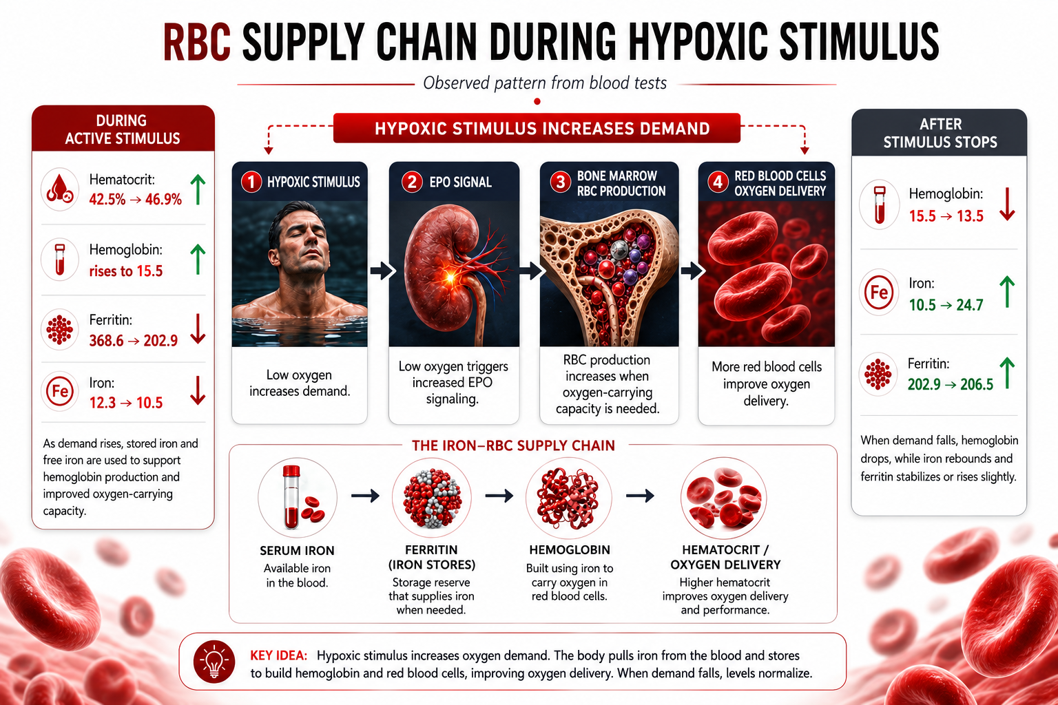 Diagram showing the RBC supply chain during hypoxic stimulus, including stages: hypoxic stimulus increases demand, EPO signal, bone marrow RBC production, red blood cell oxygen delivery, and the impact of stimulus stopping, with key data on blood levels before and after. Includes illustrations of blood cells and a person in water.