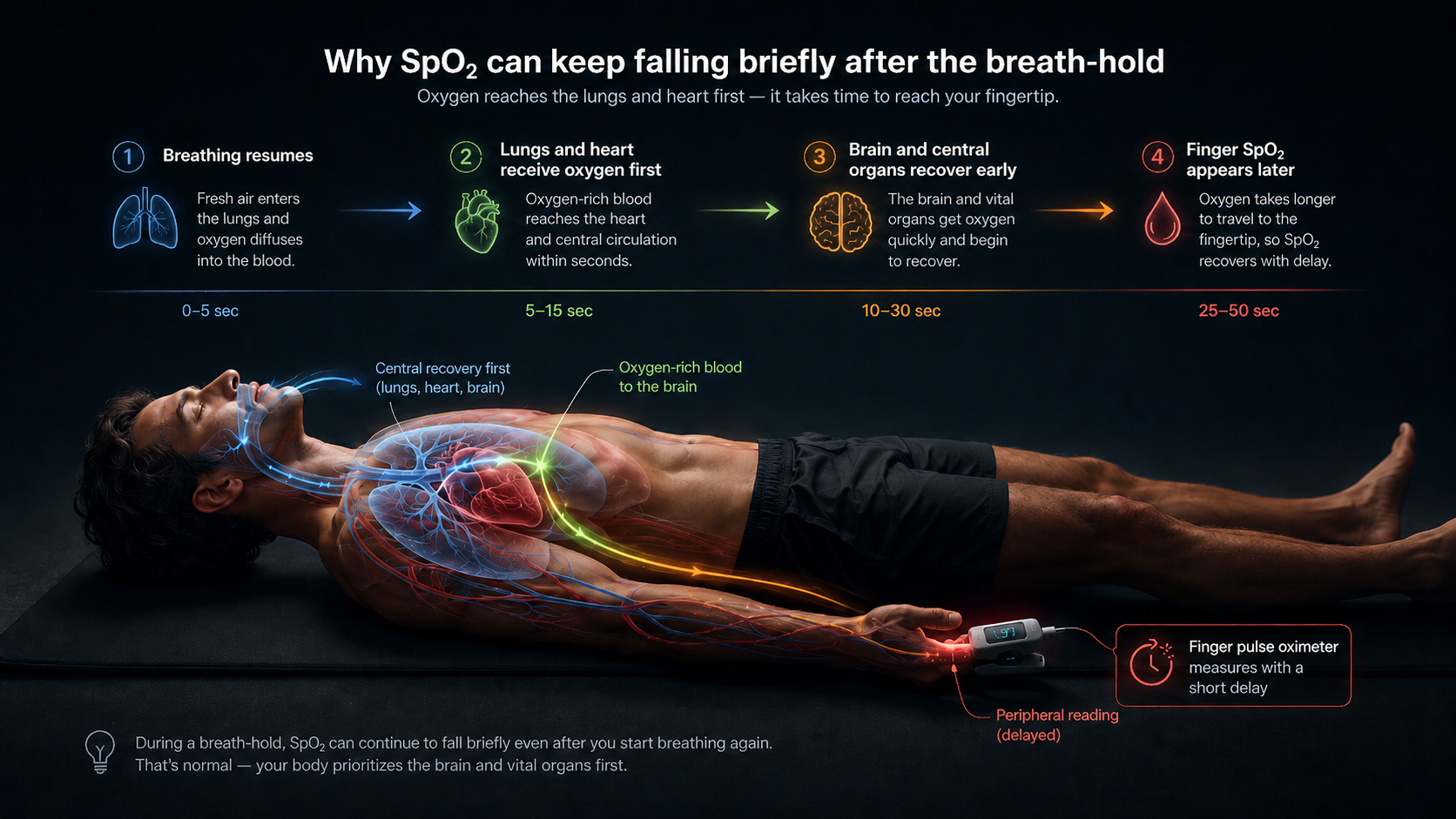 A diagram explains how blood oxygen levels change briefly after a breath-hold. It shows a man lying on his back with visualized pathways of oxygen moving through body organs including lungs, heart, and brain. The process occurs in stages over 50 seconds, with stages marked by text and color coding, from breathing resumption to delayed finger SpO2 reading with a pulse oximeter on his finger.