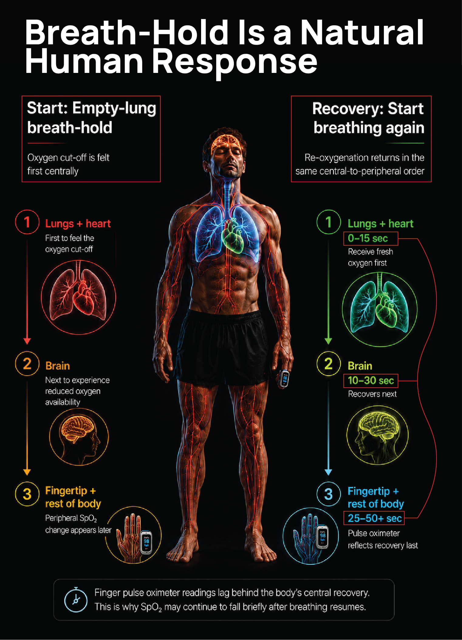 Infographic about the natural human response to breath-hold, showing the stages of oxygen and carbon dioxide levels, body responses, and recovery times, with diagrams of lungs, brain, and fingertips.
