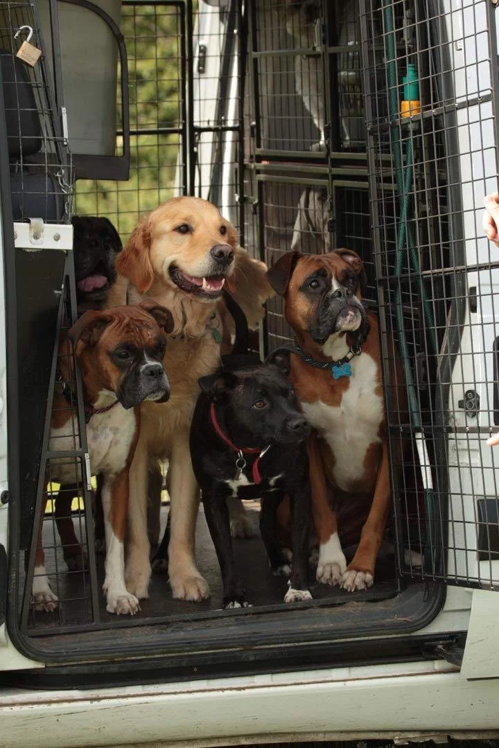 🚐 Pick-Up & Drop-Off Dog Walking