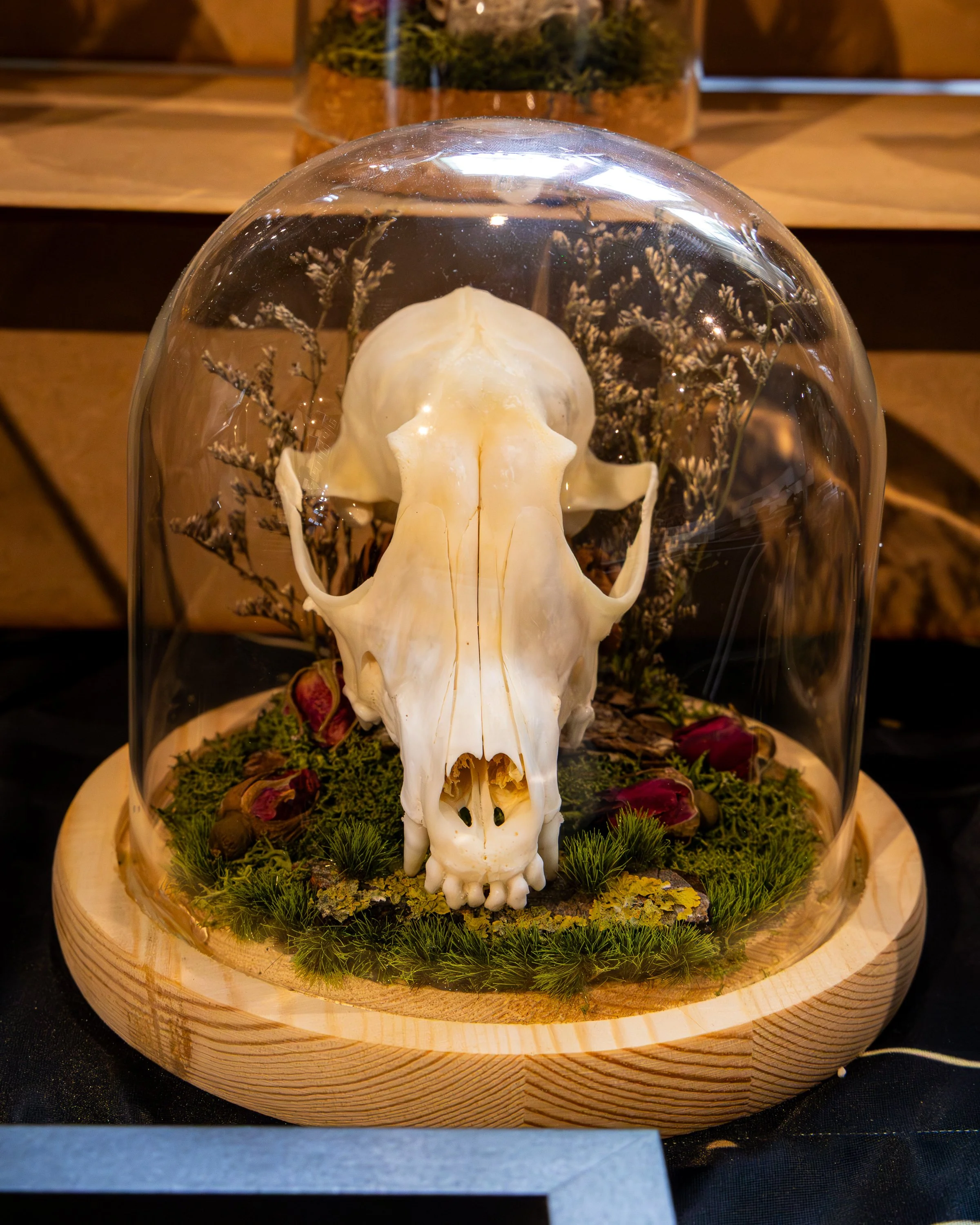 A glass display case containing a skull of a small animal, possibly a rodent, with dried plants and greenery surrounding it, placed on a round wooden surface.