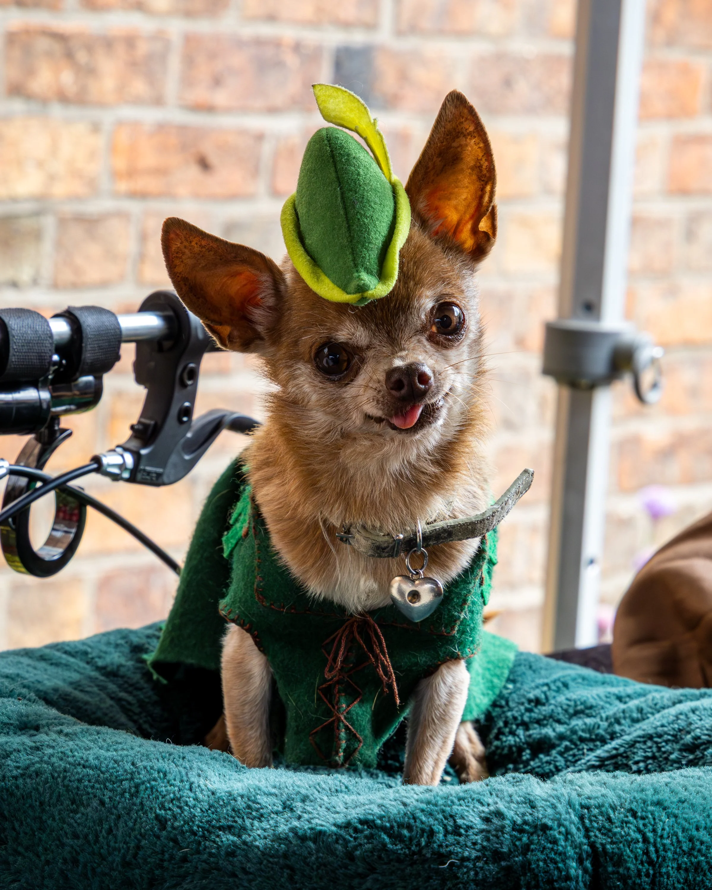 A small dog wearing a green elf costume with a leaf hat, standing on a blanket with a brick wall background.
