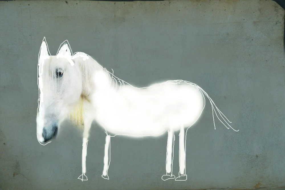 Little white horse