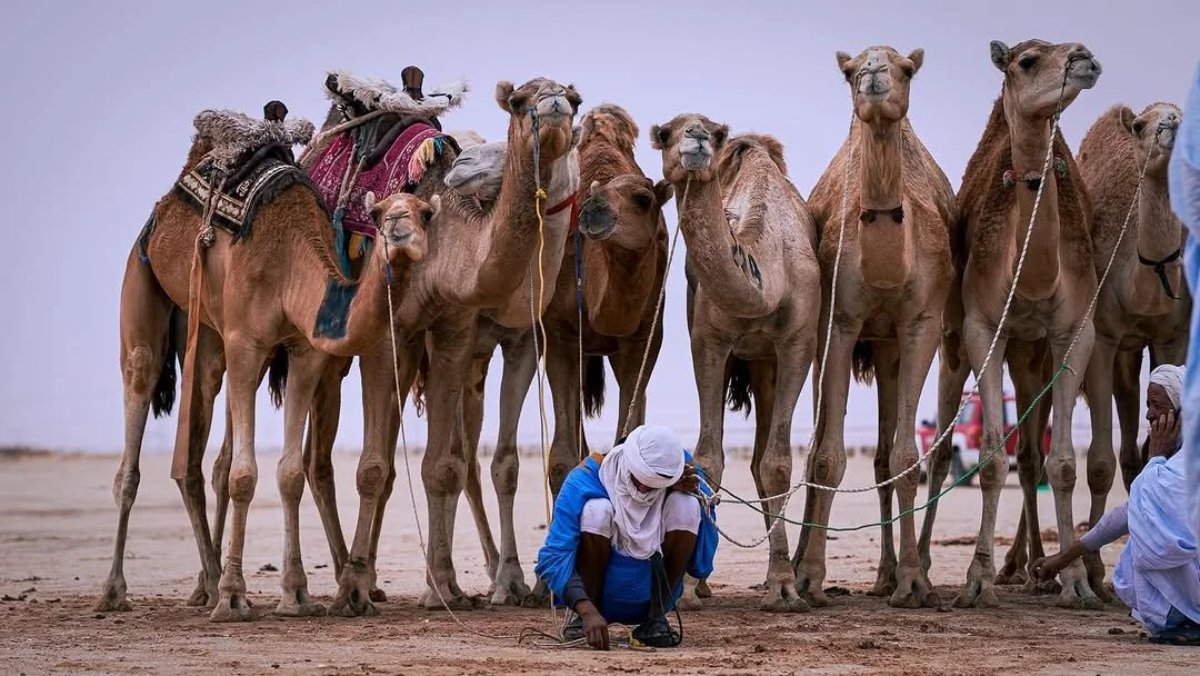 Un groupe de chameaux et leurs guides en tenue traditionnelle dans un désert, probablement en Afrique ou au Moyen-Orient.