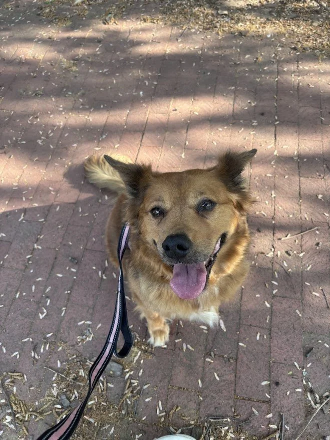 In-Home Private Training + Behavior Consulting