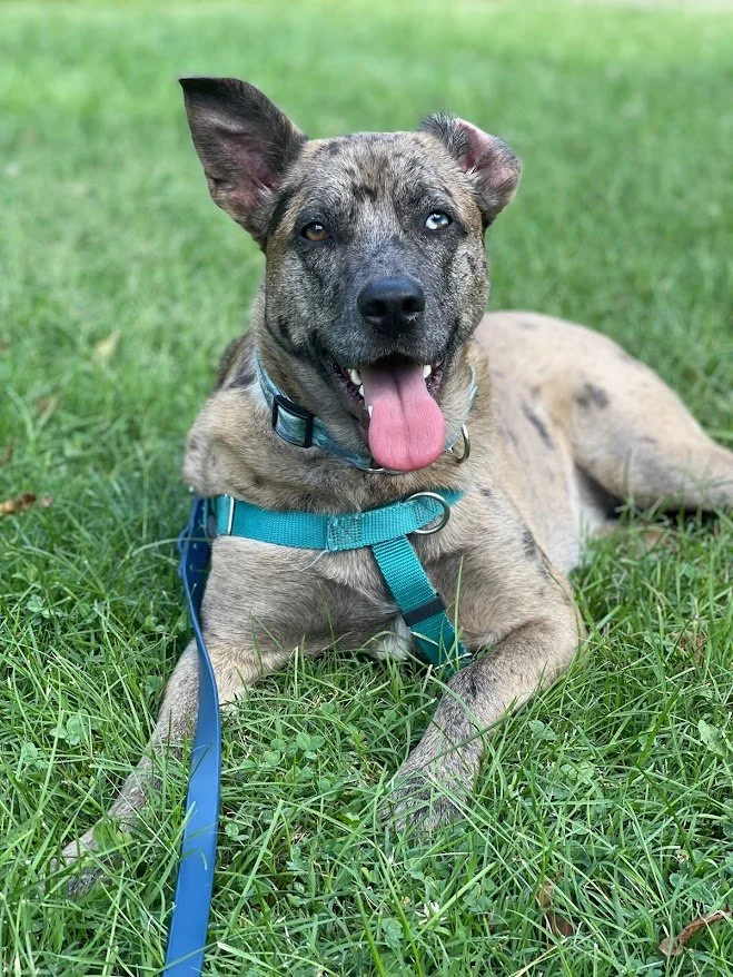 Shelter + Rescue Training & Consulting