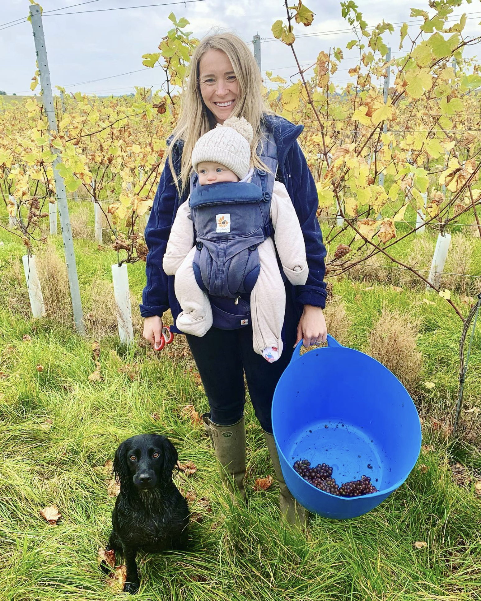 A woman smiling at the camera during a vineyard harvest of grapes. She is wearing a blue jacket, black pants, and green rubber boots, and has a young child in a blue baby carrier on her front. The child is dressed in a beige hat and light-colored clothing. There is a black dog sitting on the grass in front of them and a blue bucket filled with dark grapes. The vineyard has yellow and green leaves, with rows of grapevines supported by metal posts, and the sky is cloudy.