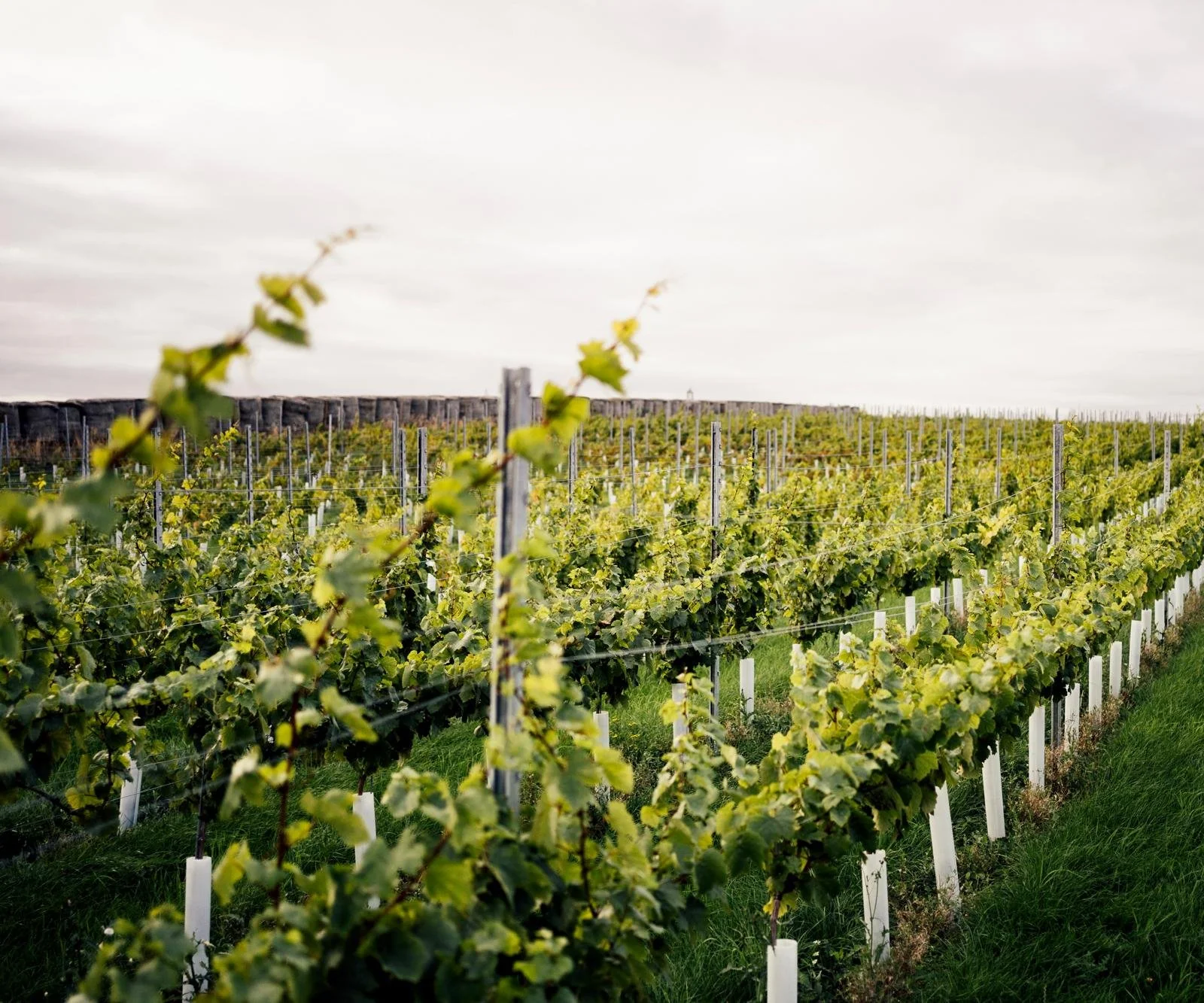Essex Vineyard with rows of grapevines and support posts under a cloudy sky.