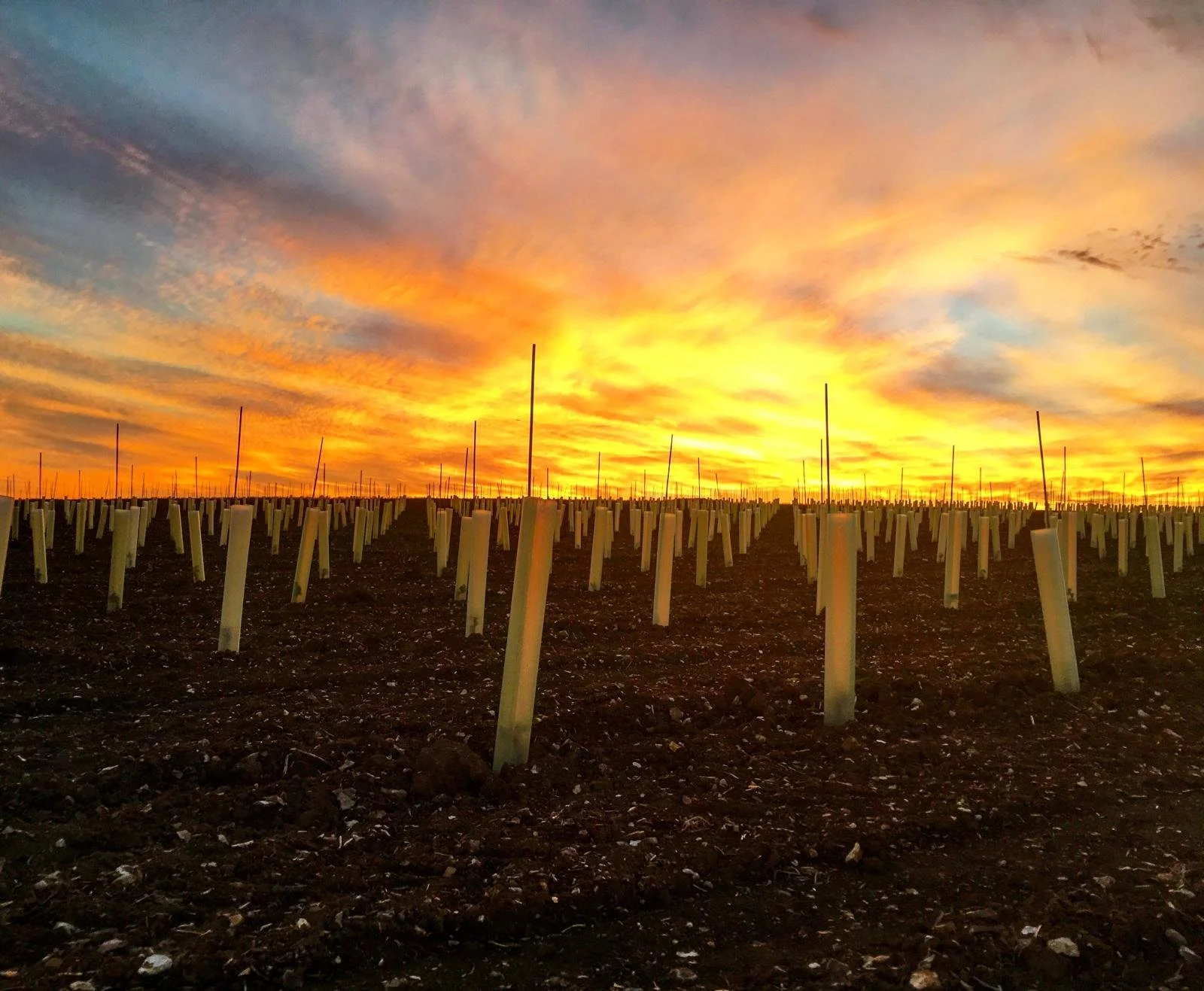 A sunset sky over the newly planted House of Henham vineyard.