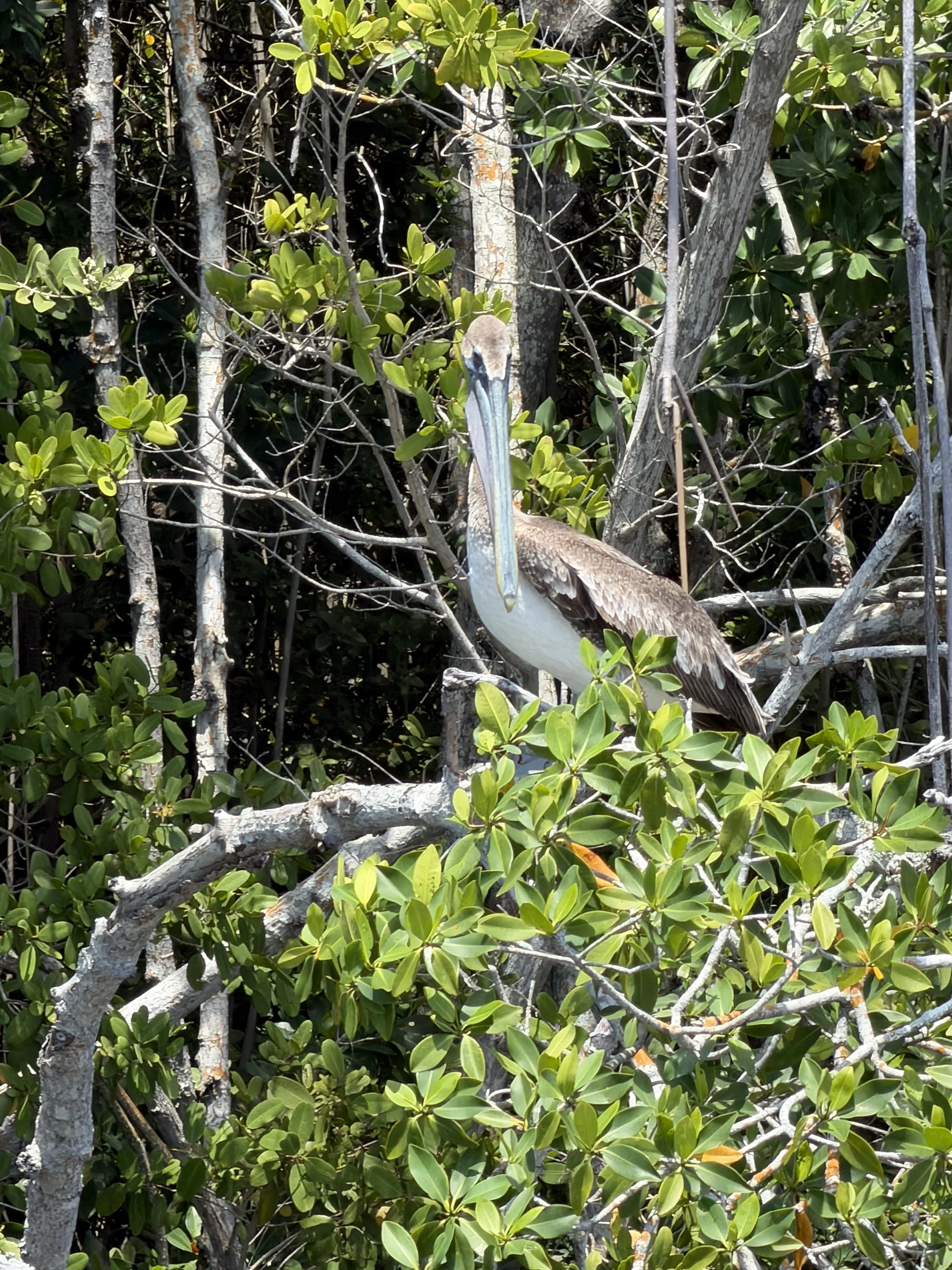 IMG_0071.jpeg
