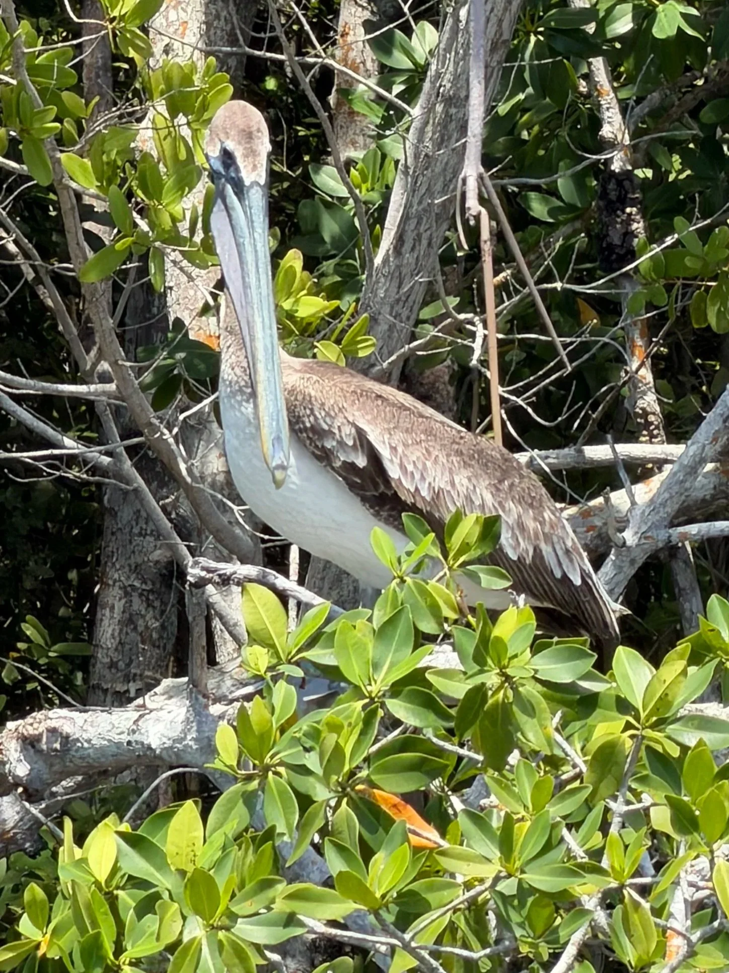 Episode 2: Florida