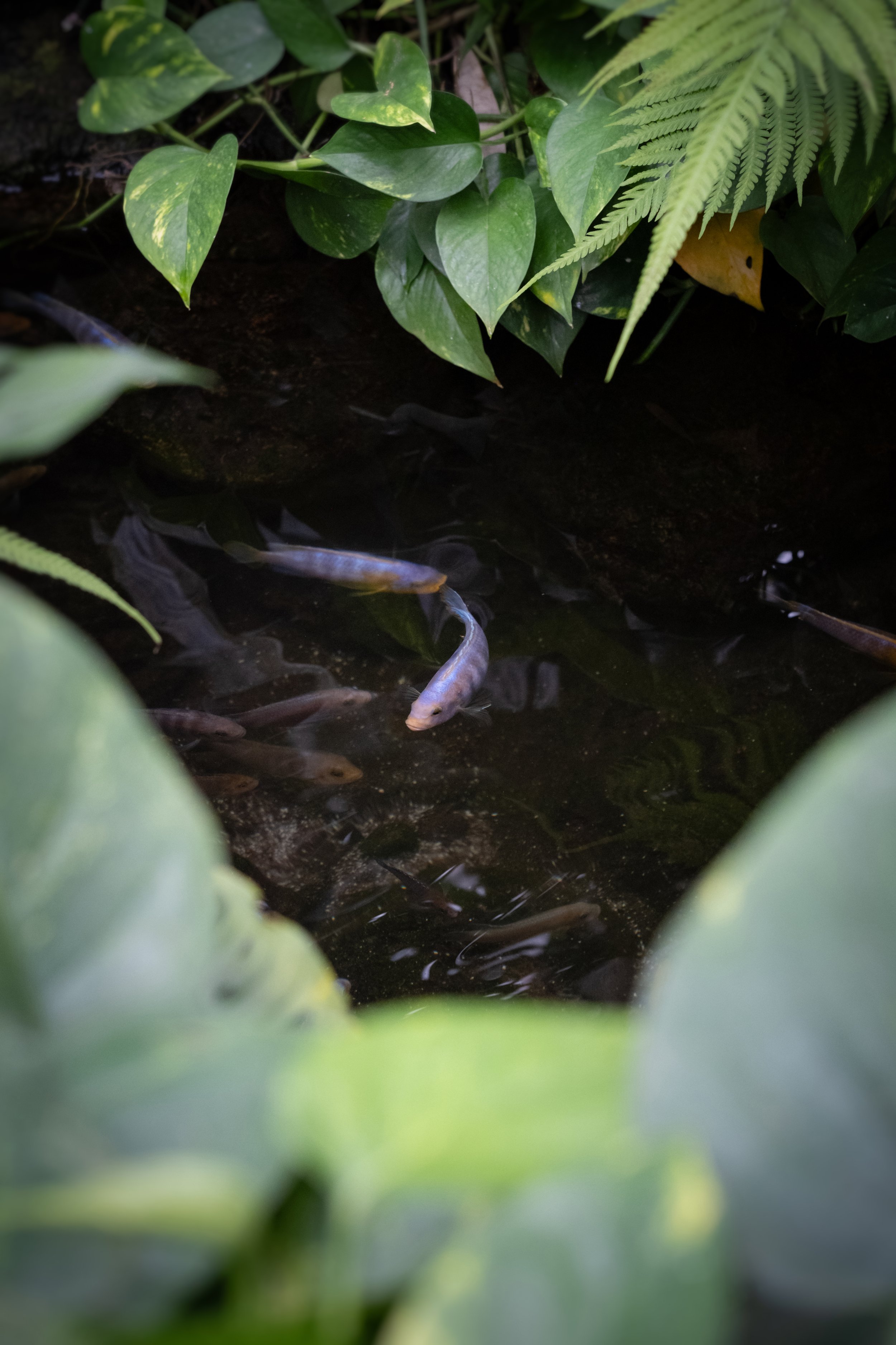 04_fish_pond.jpg