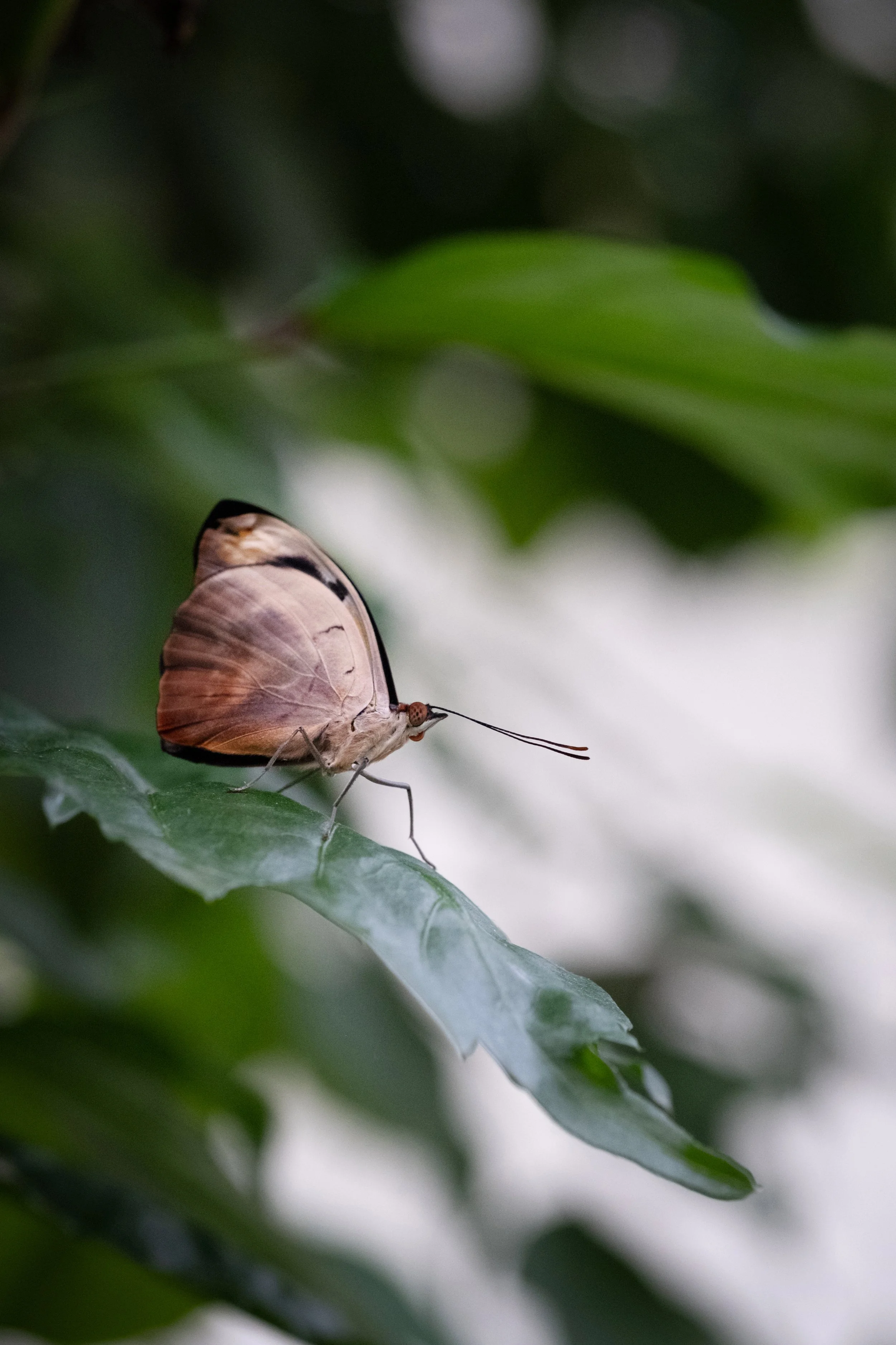 08_butterfly.jpg
