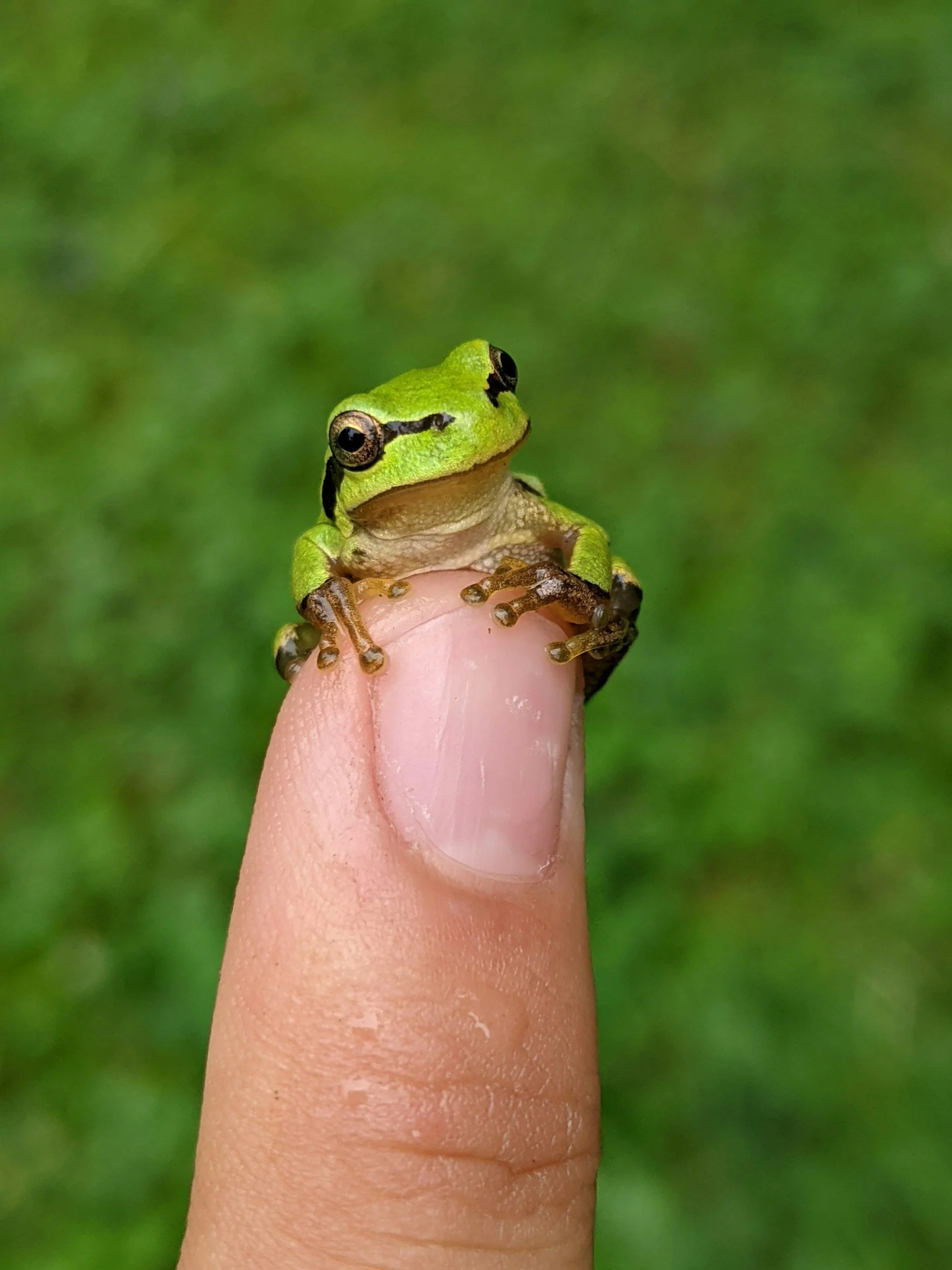 Eat Your Frogs, First!