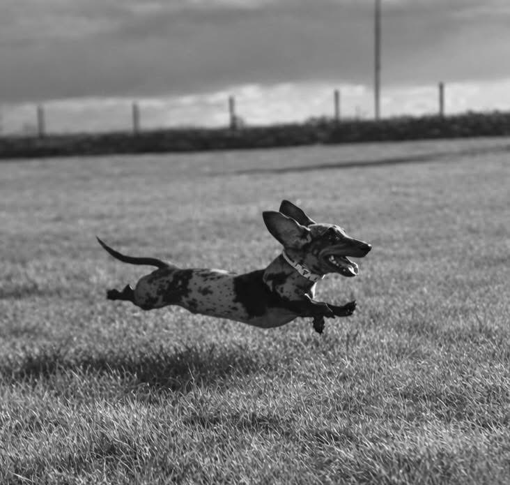 Black and white photo of a dog at the Chatteris dog field with a merle coat pattern, running and jumping on a grassy field under a partly cloudy sky.