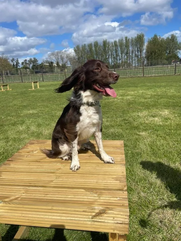 A brown and white dog sitting on a wooden platform at the Chatteris dog field in a grassy field with a fence and trees in the background, under a blue sky with clouds.