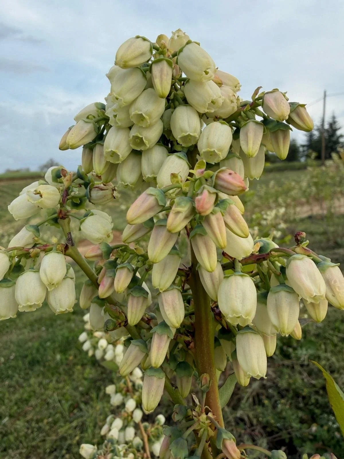 Close-up of a cluster of bell-shaped white flowers on a plant outdoors, with a field and cloudy sky in the background.