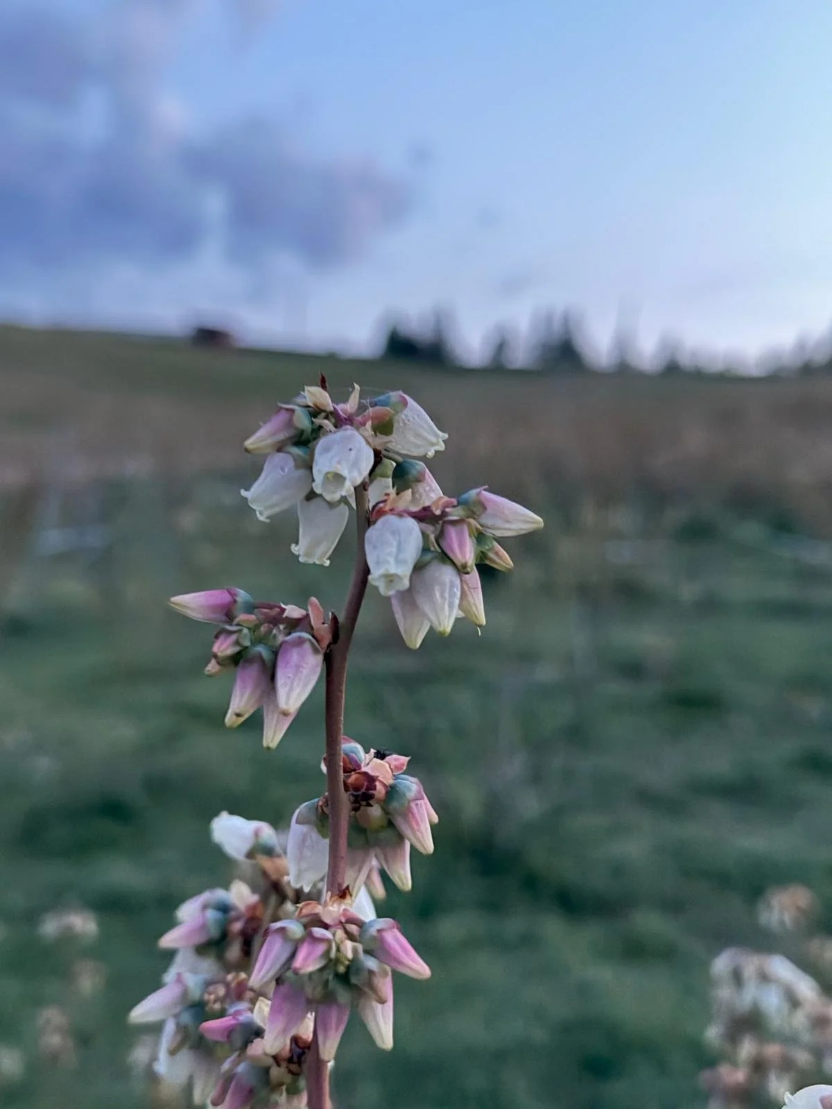 Close-up of a flowering plant with tiny white and pink flowers against a blurred natural landscape with blue sky and clouds.